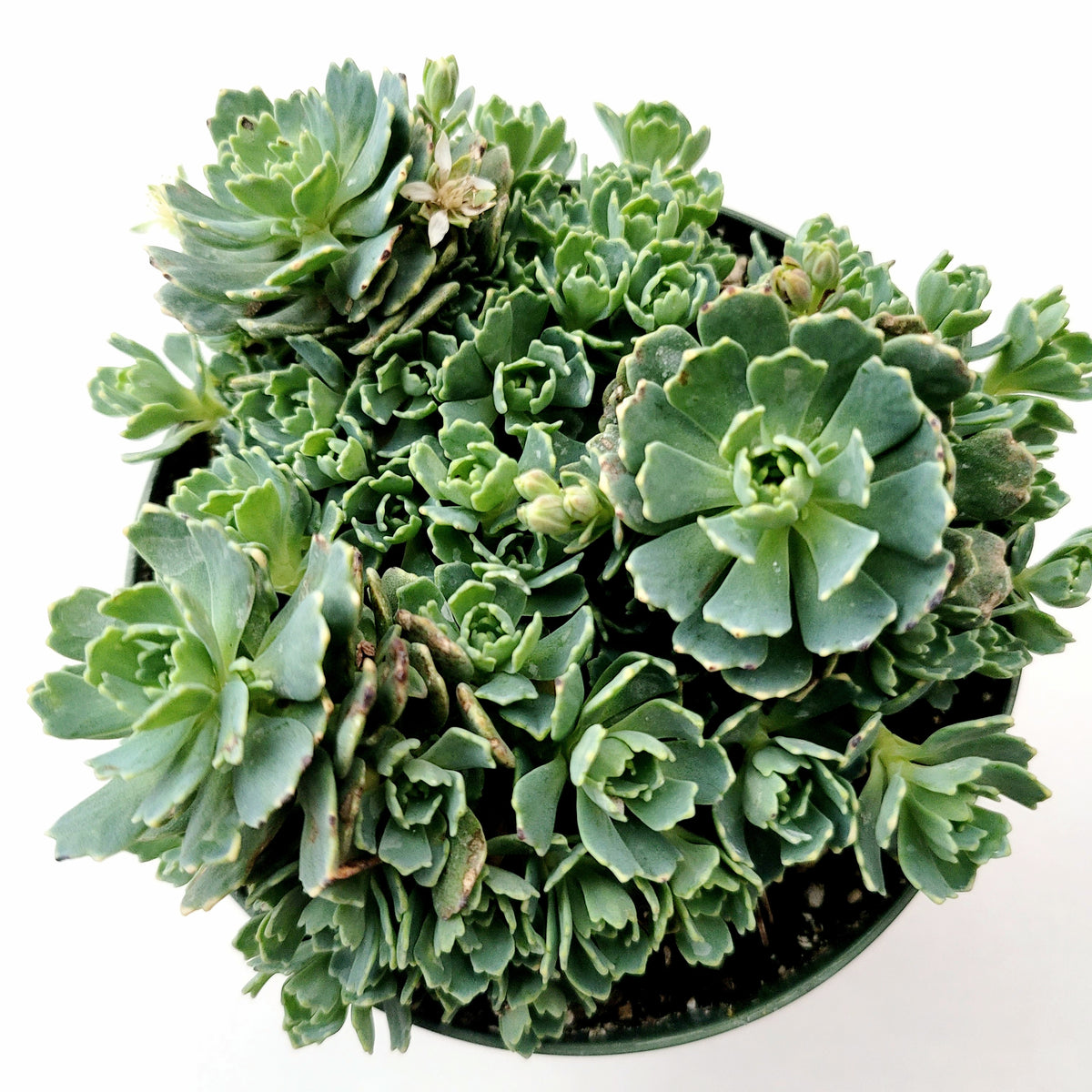 Sedum Pachyclaudos “White Diamond” potted succulent with rosette clusters.