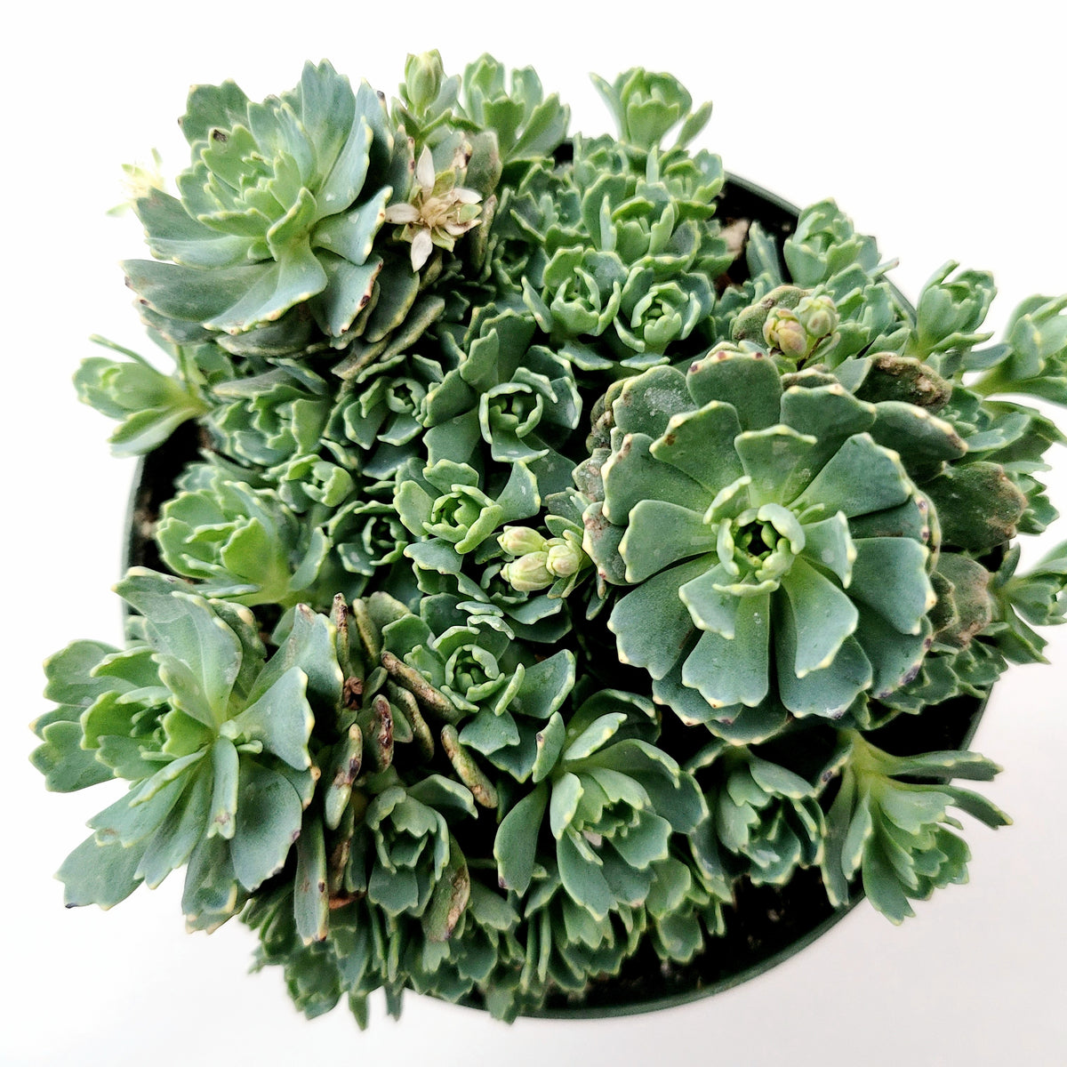Sedum Pachyclaudos “White Diamond” potted succulent cluster, top view.