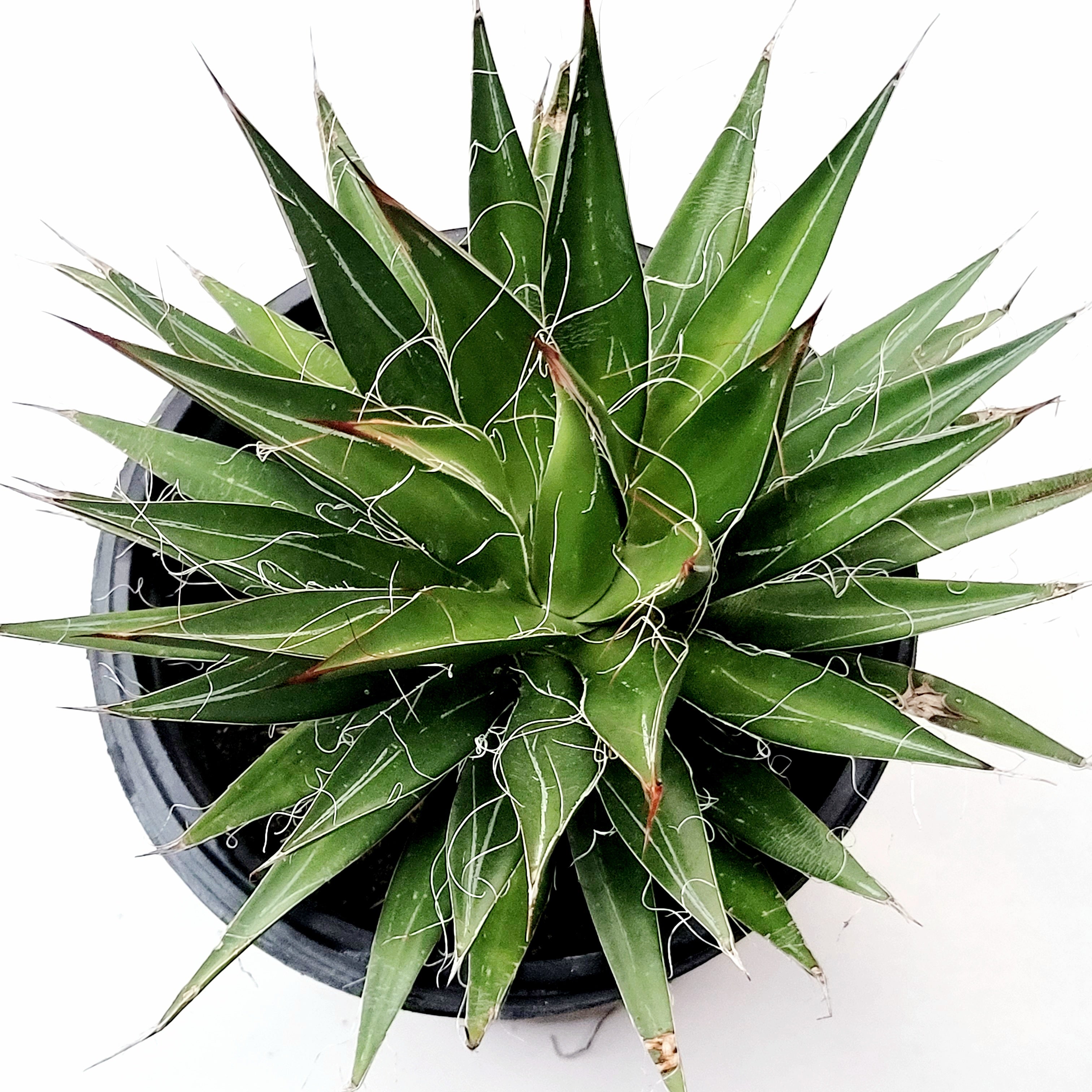 Agave filifera