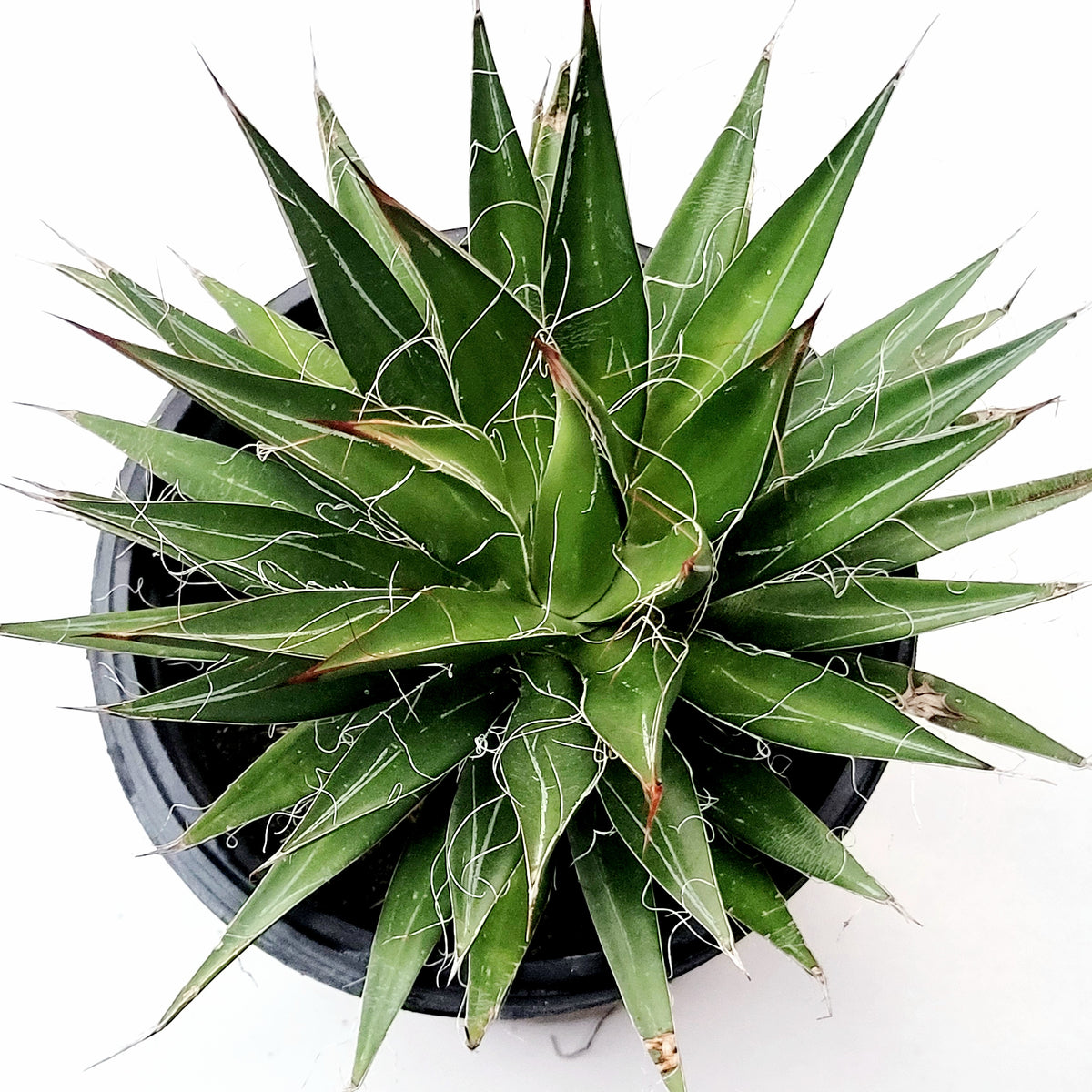 Agave filifera, small potted succulent with white-edged green leaves.