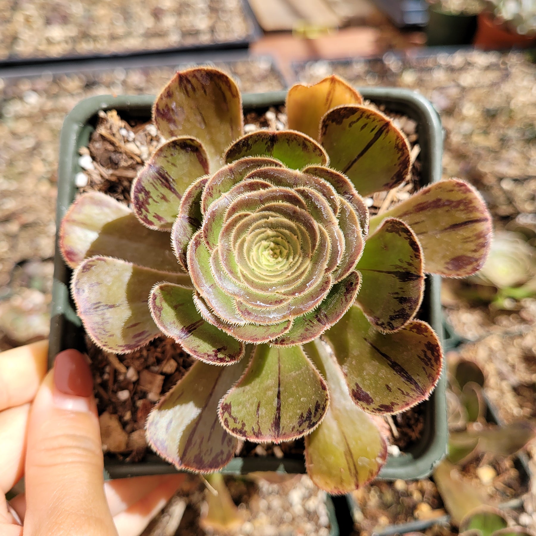 Aeonium arboreum var. rubrolineatum succulent in pot, top-down view.