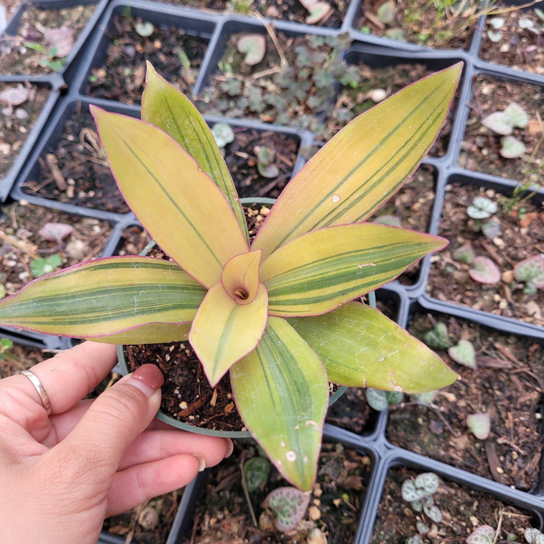 Tradescantia spathacea 'Sitara's Gold'