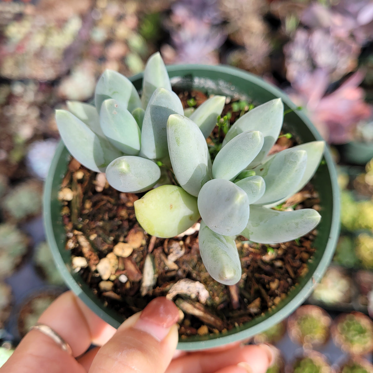 Pachyphytum 'Moon Silver' succulent, plump blue-green leaves.