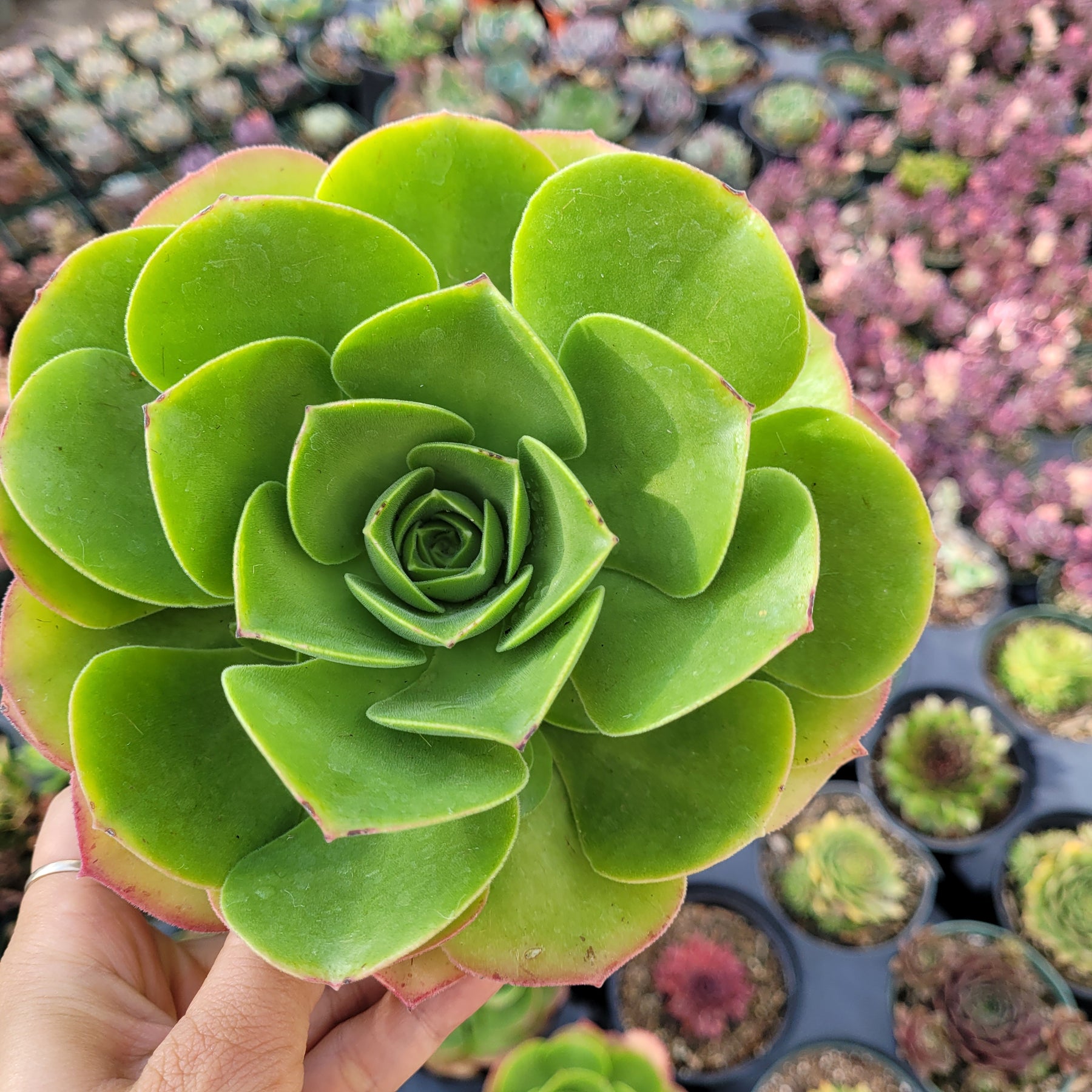 Aeonium urbicum ‘Salad Bowl’