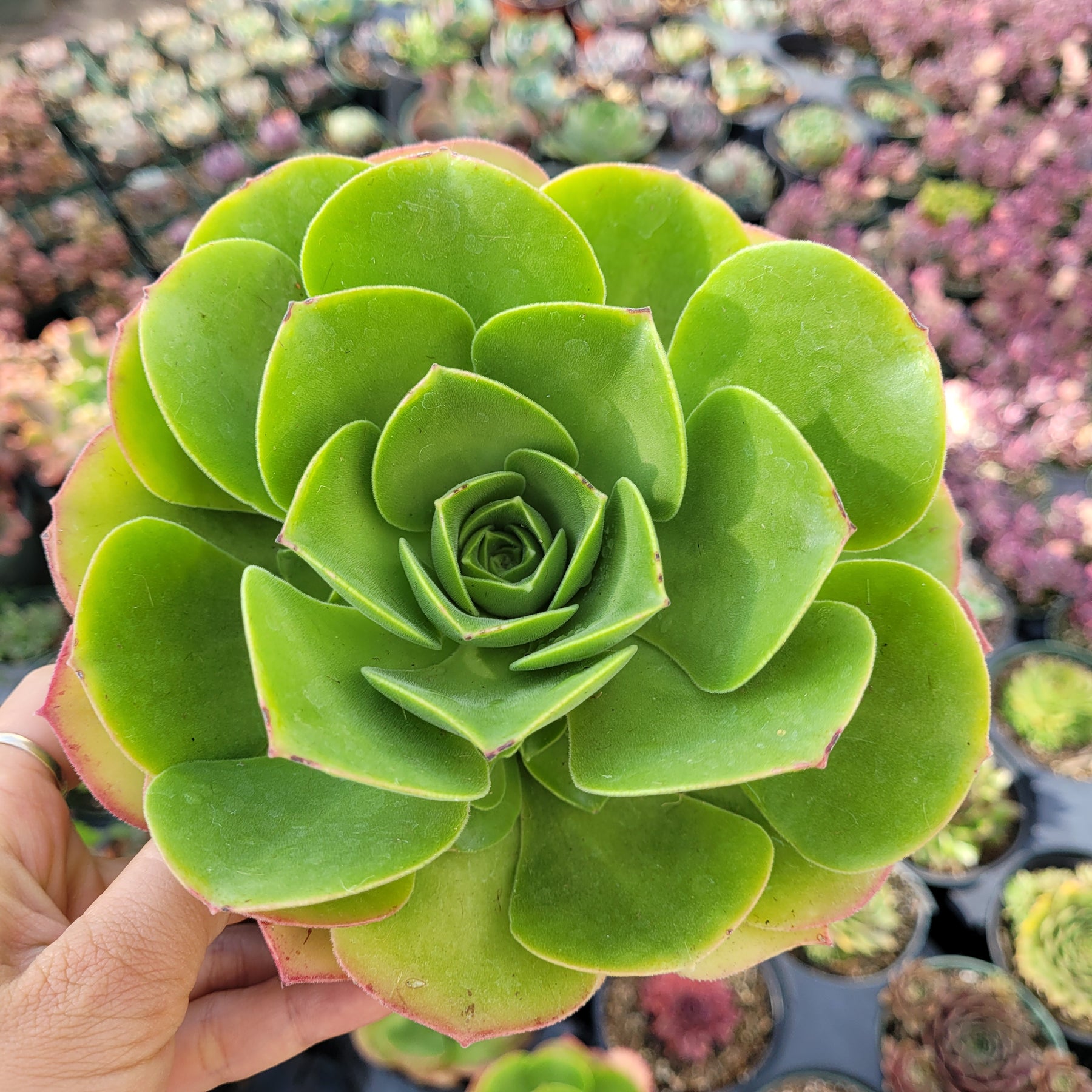 Aeonium urbicum ‘Salad Bowl’