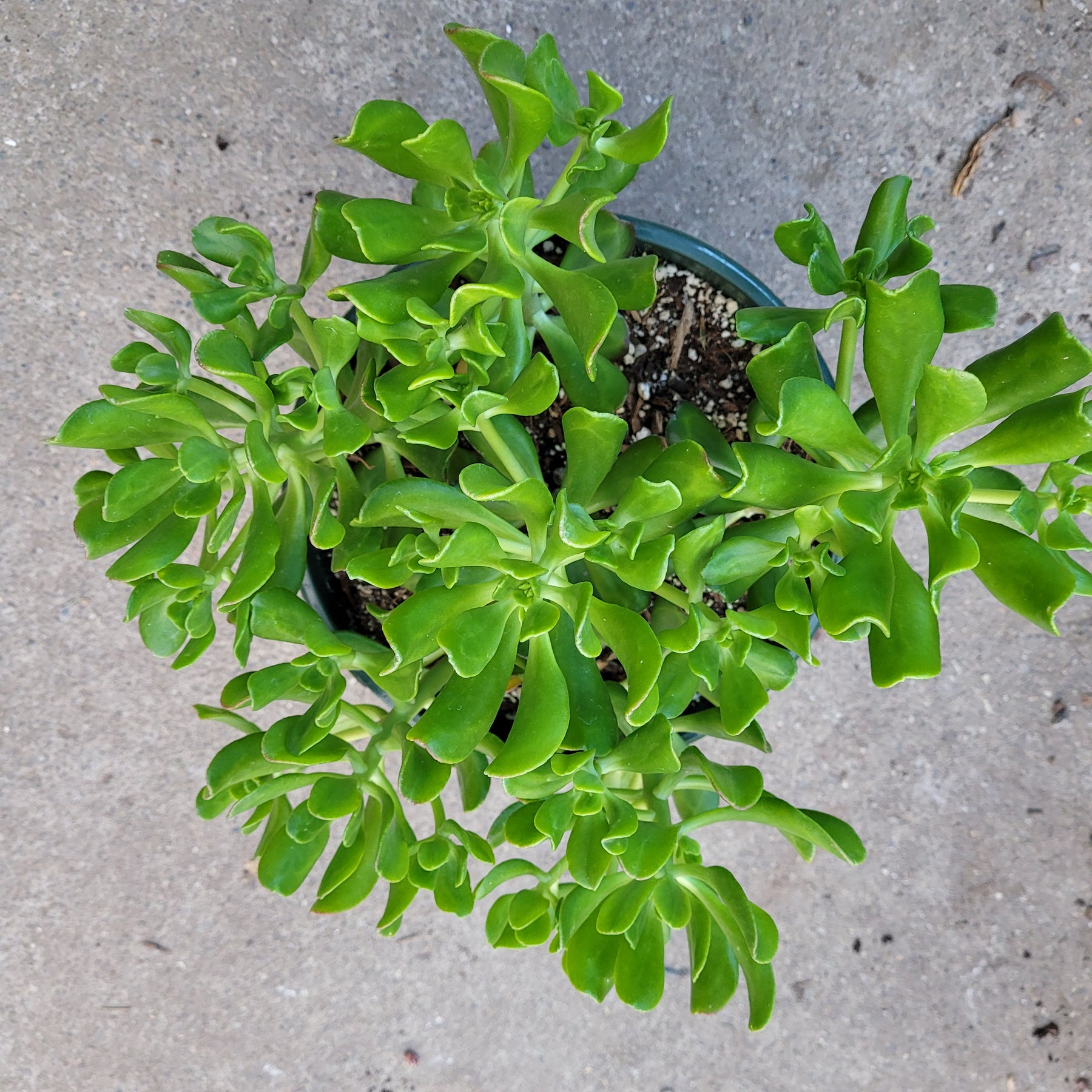 Sedum dendroideum - Tree Stonecrop