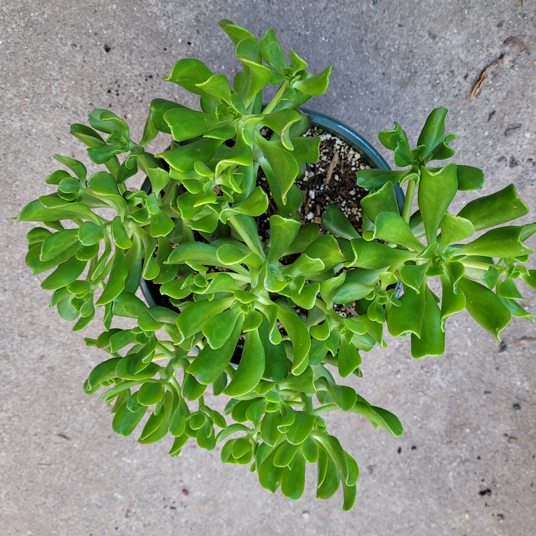 Sedum dendroideum - Tree Stonecrop