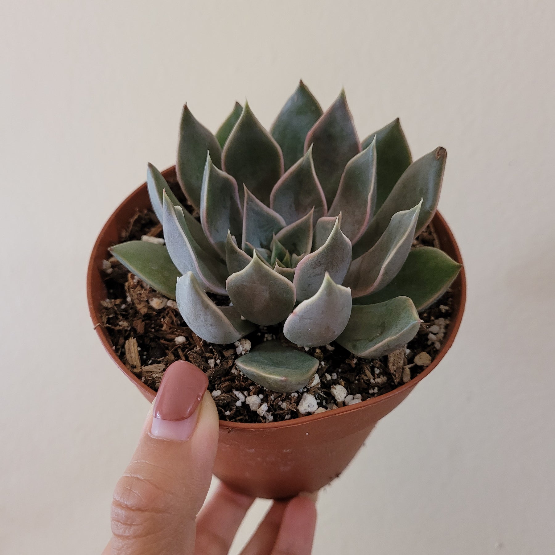 Echeveria 'Mensa'