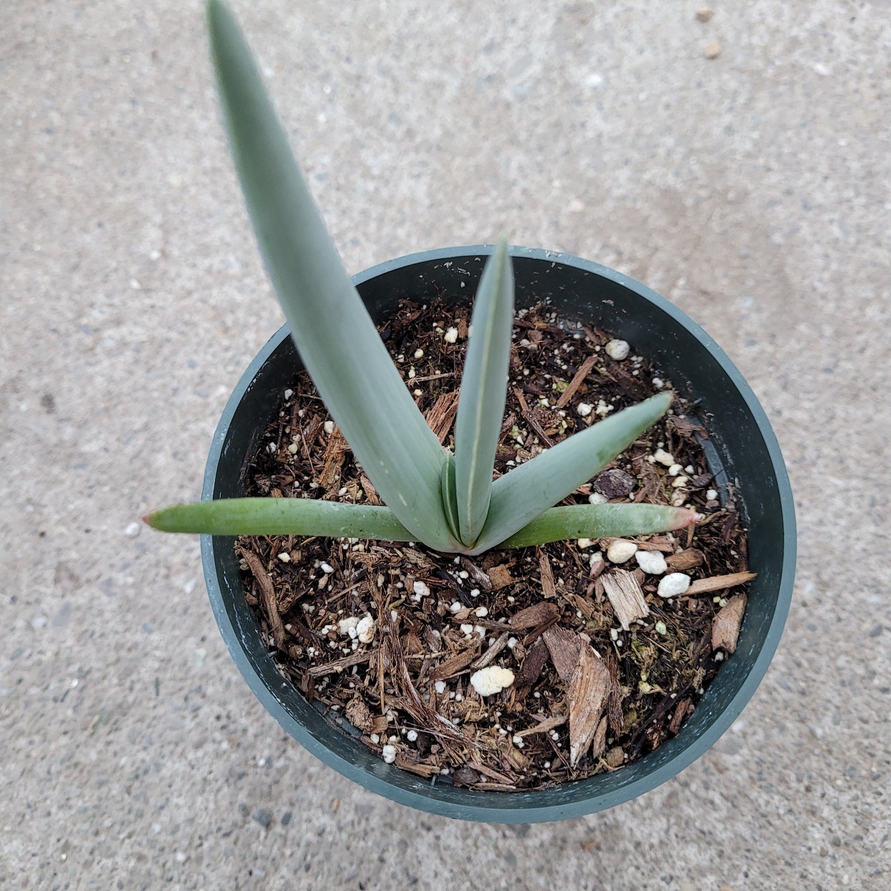 Kumara plicatilis 'Fan Aloe' - Succulents Depot