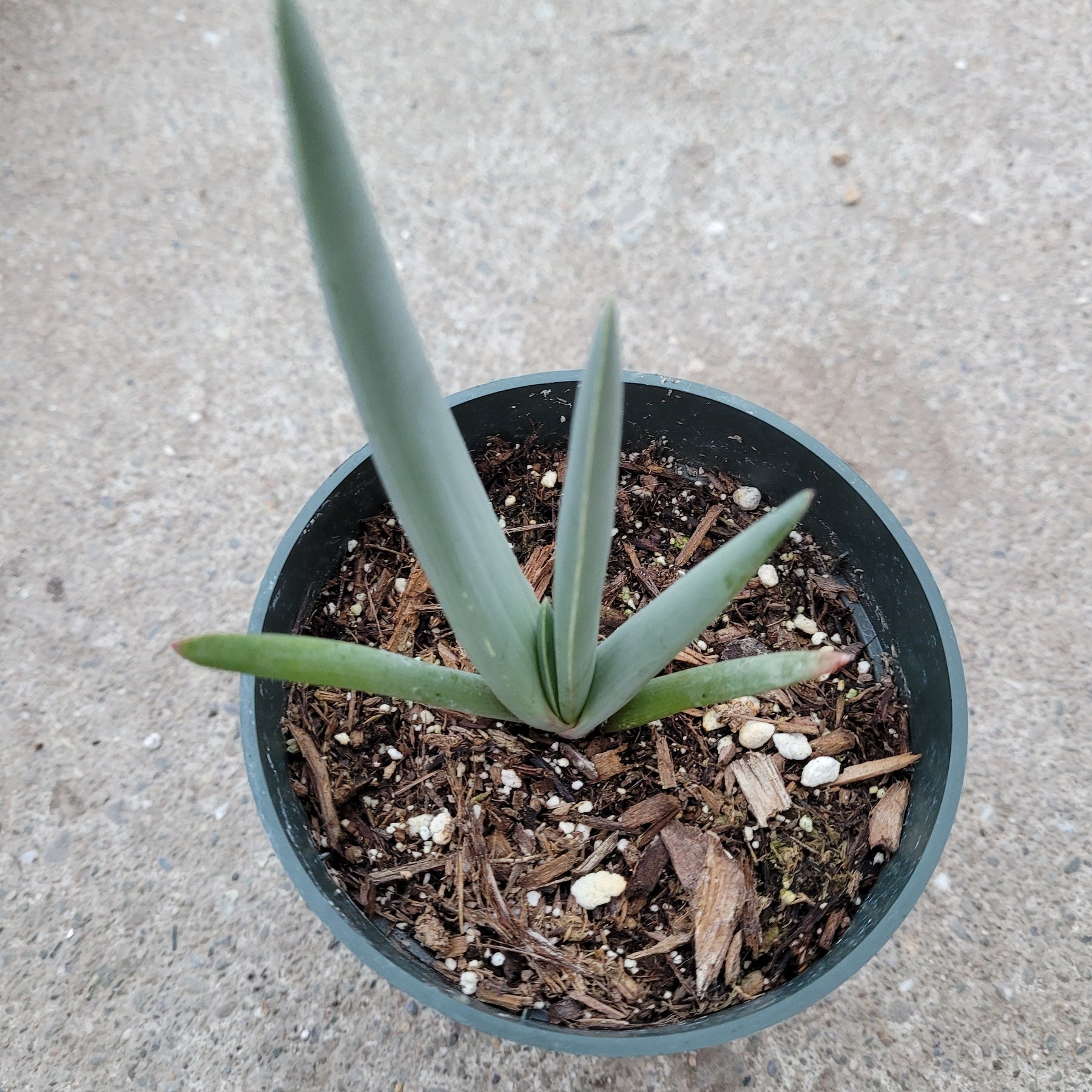 Kumara plicatilis 'Fan Aloe' - Succulents Depot