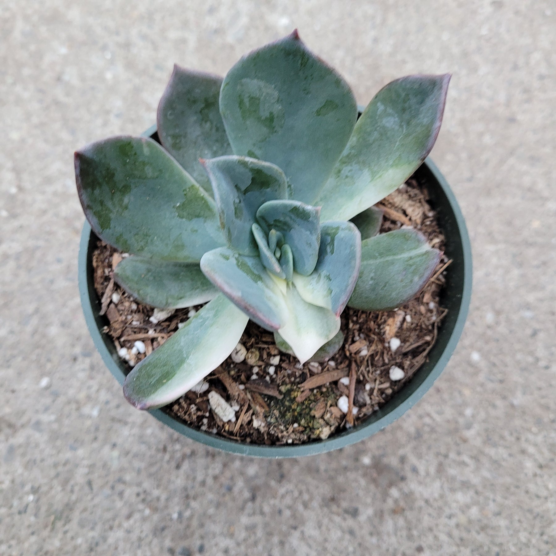 Echeveria 'Blue Prince'