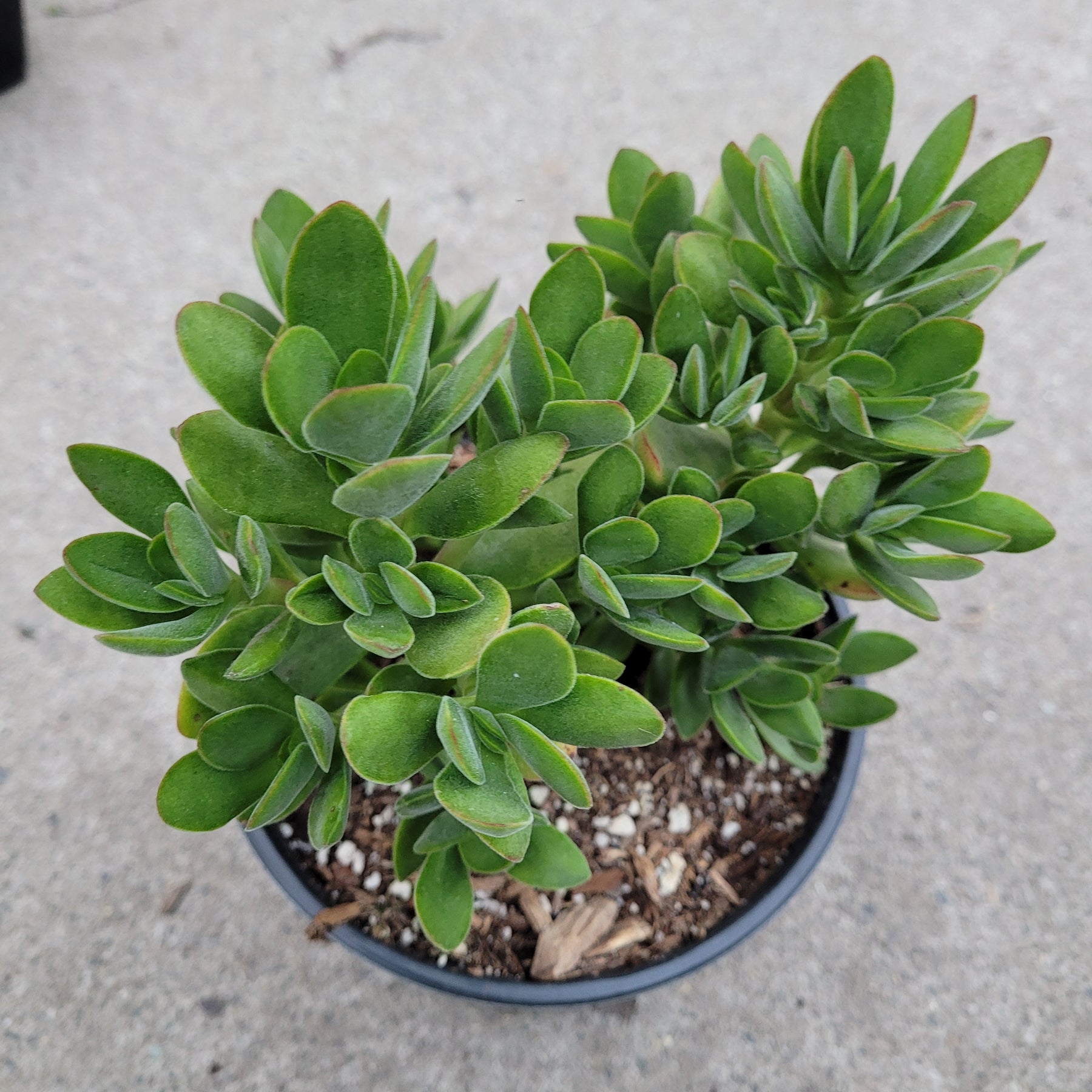 Crassula swaziensis 'Money Maker'