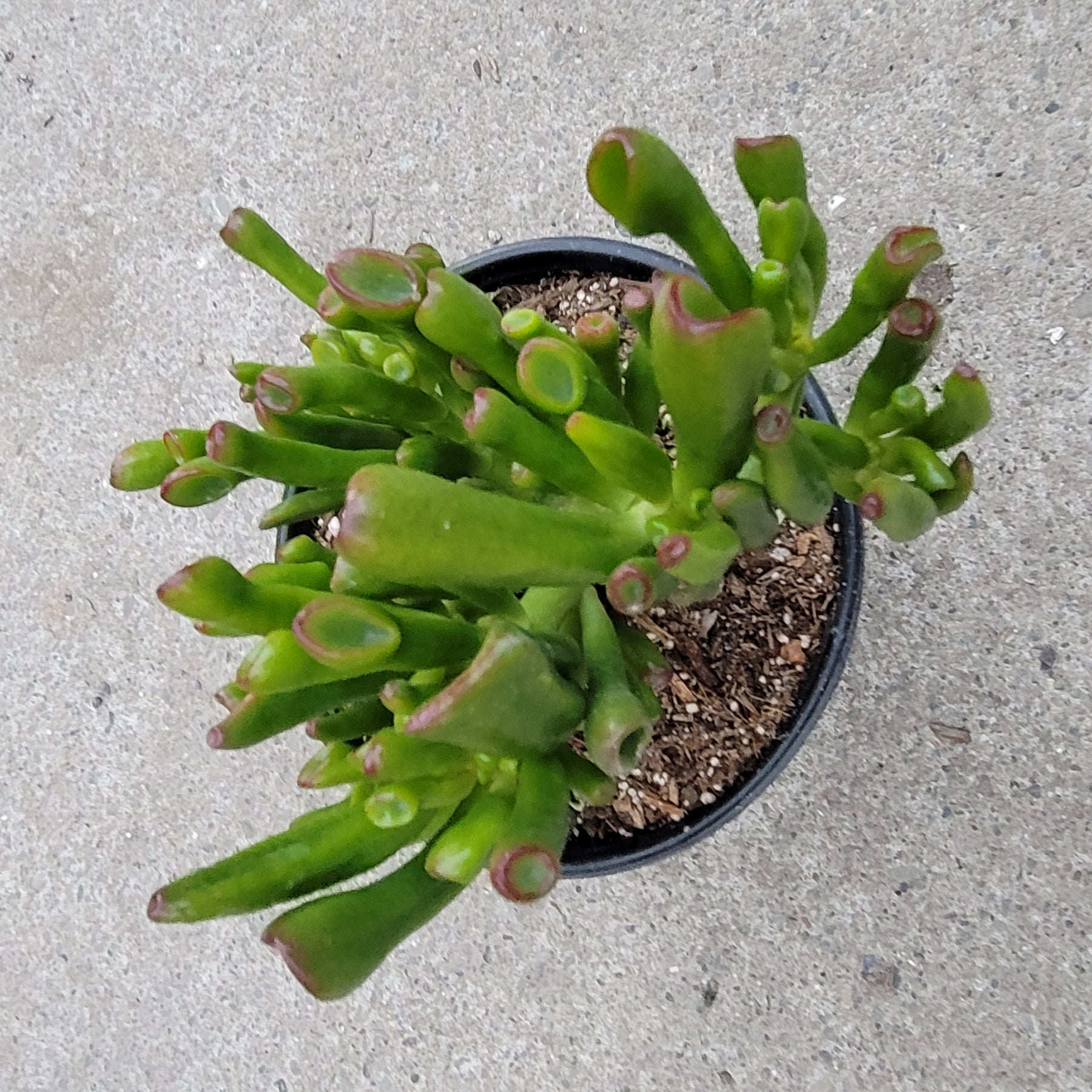 Crassula ovata 'ET's Fingers' Jade