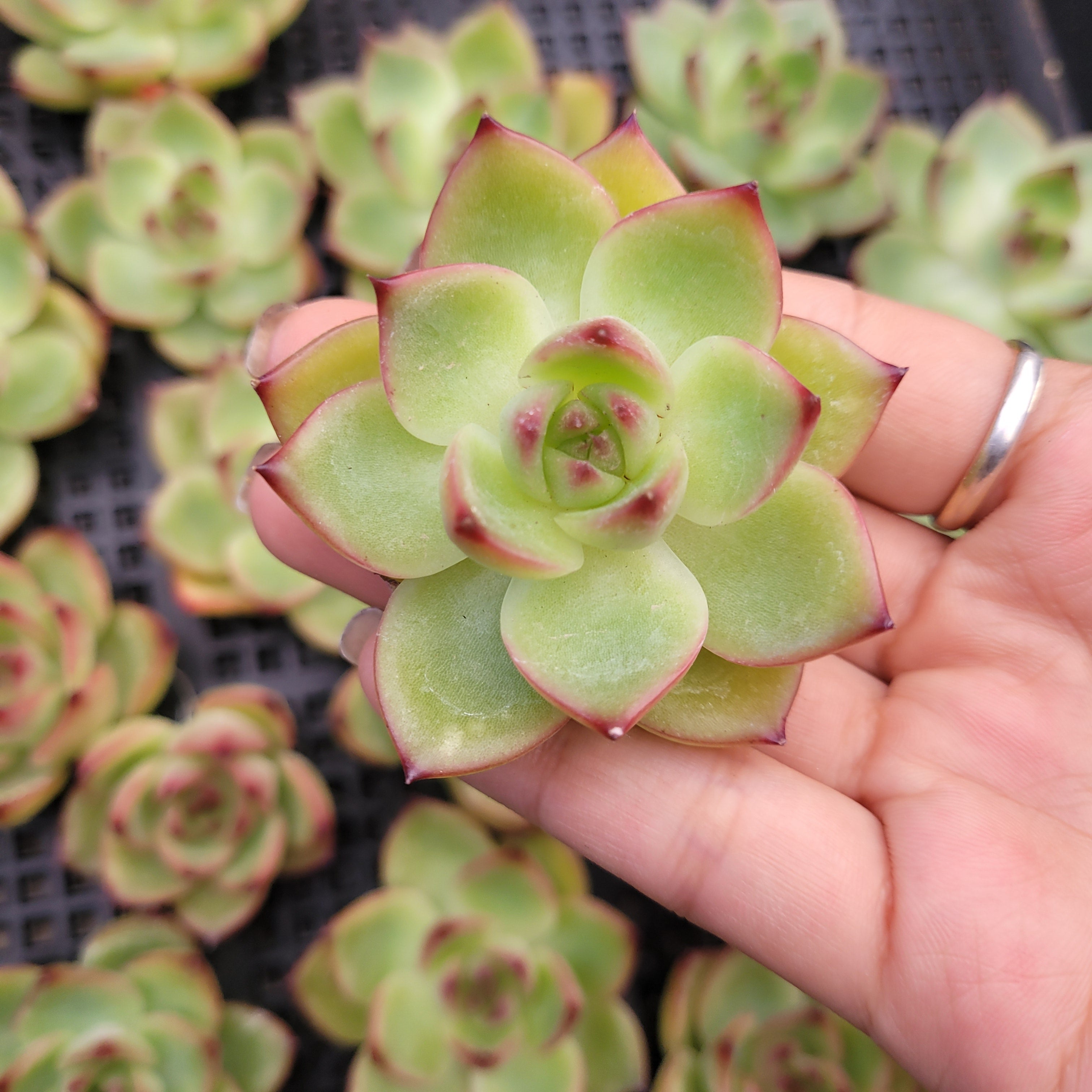 choco moonstone succulent Echeveria Moonstone -