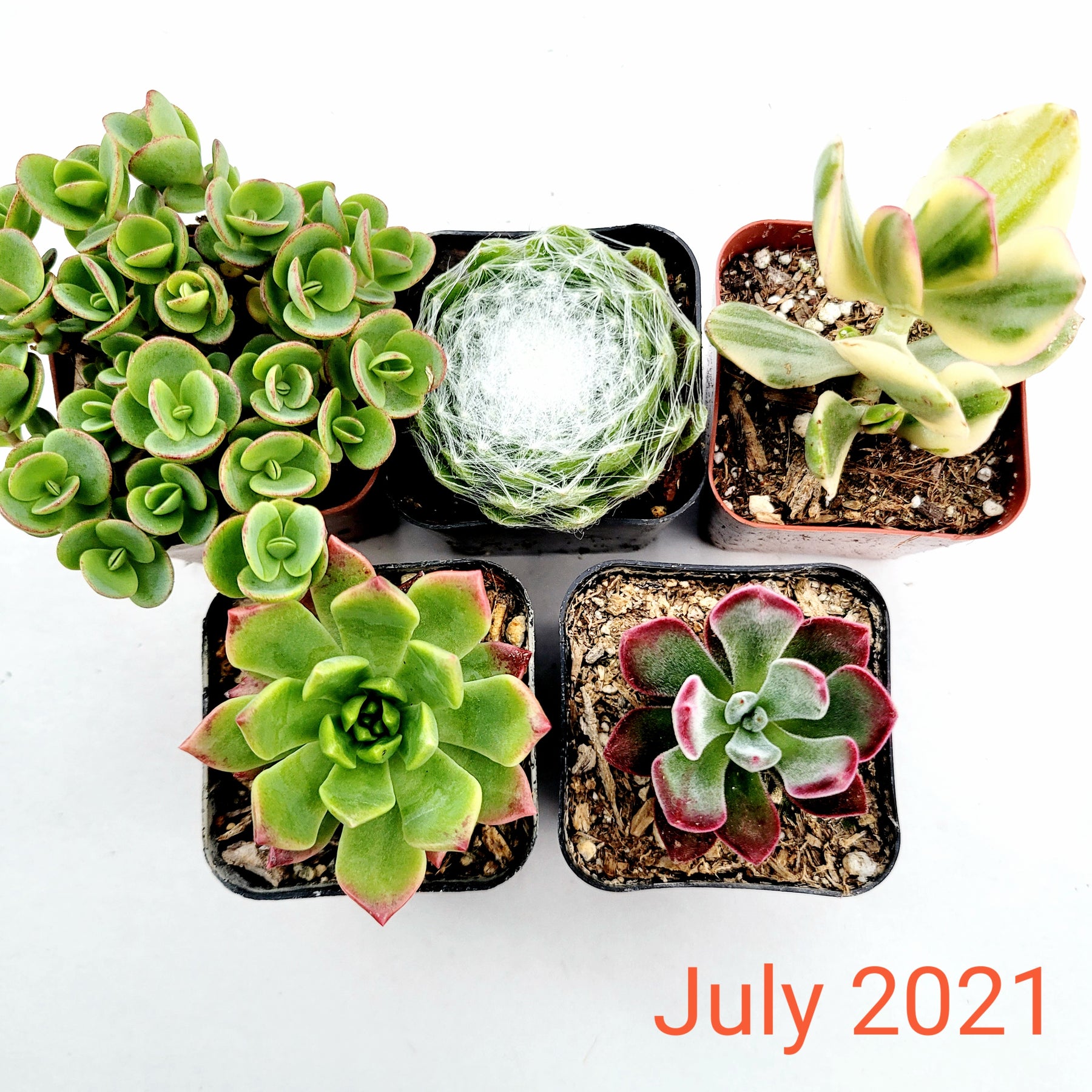 Monthly Subscription Box