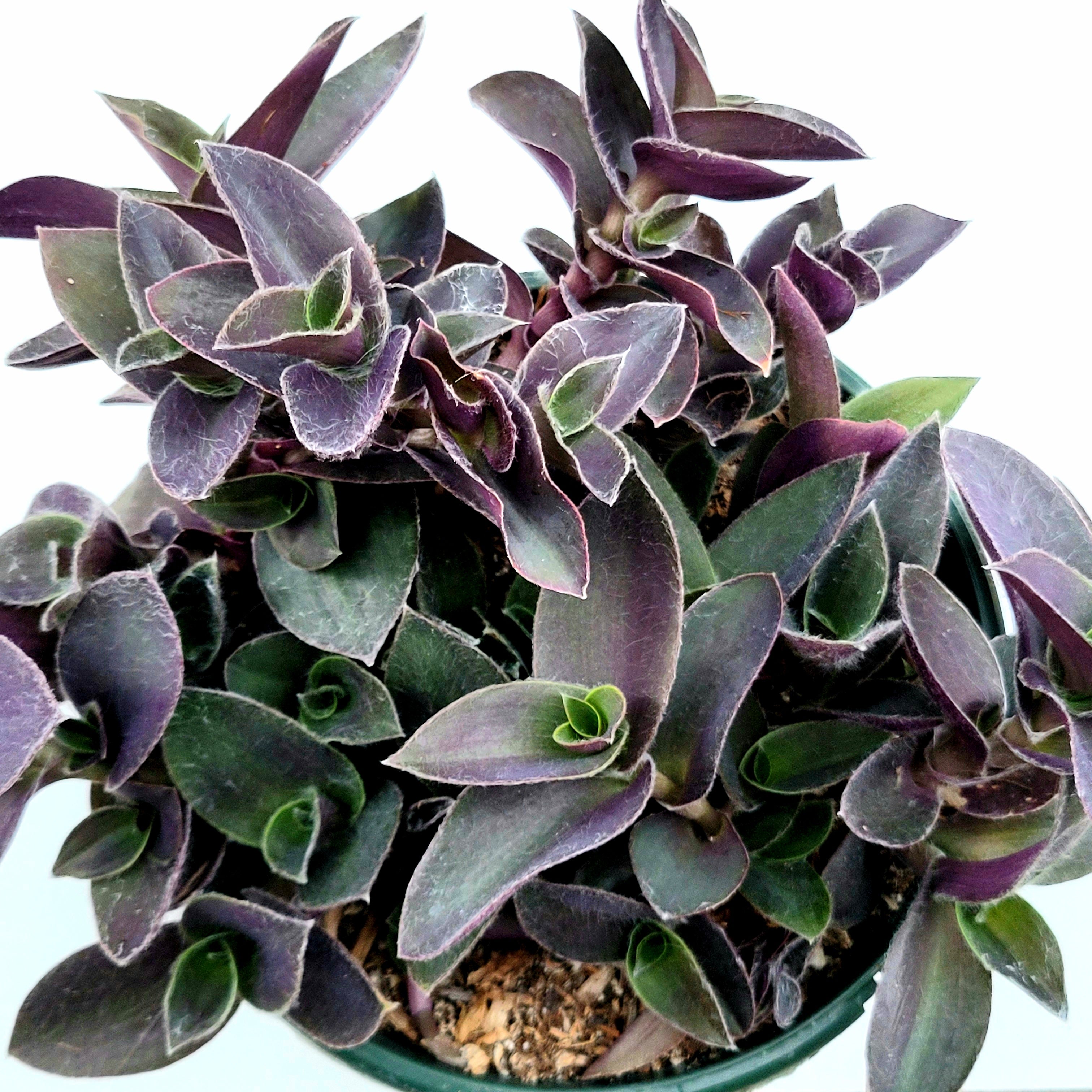 succulents box purple heart tradescantia pallida Tradescantia pallida 'Purple Heart' Wandering Dude 4 Inch