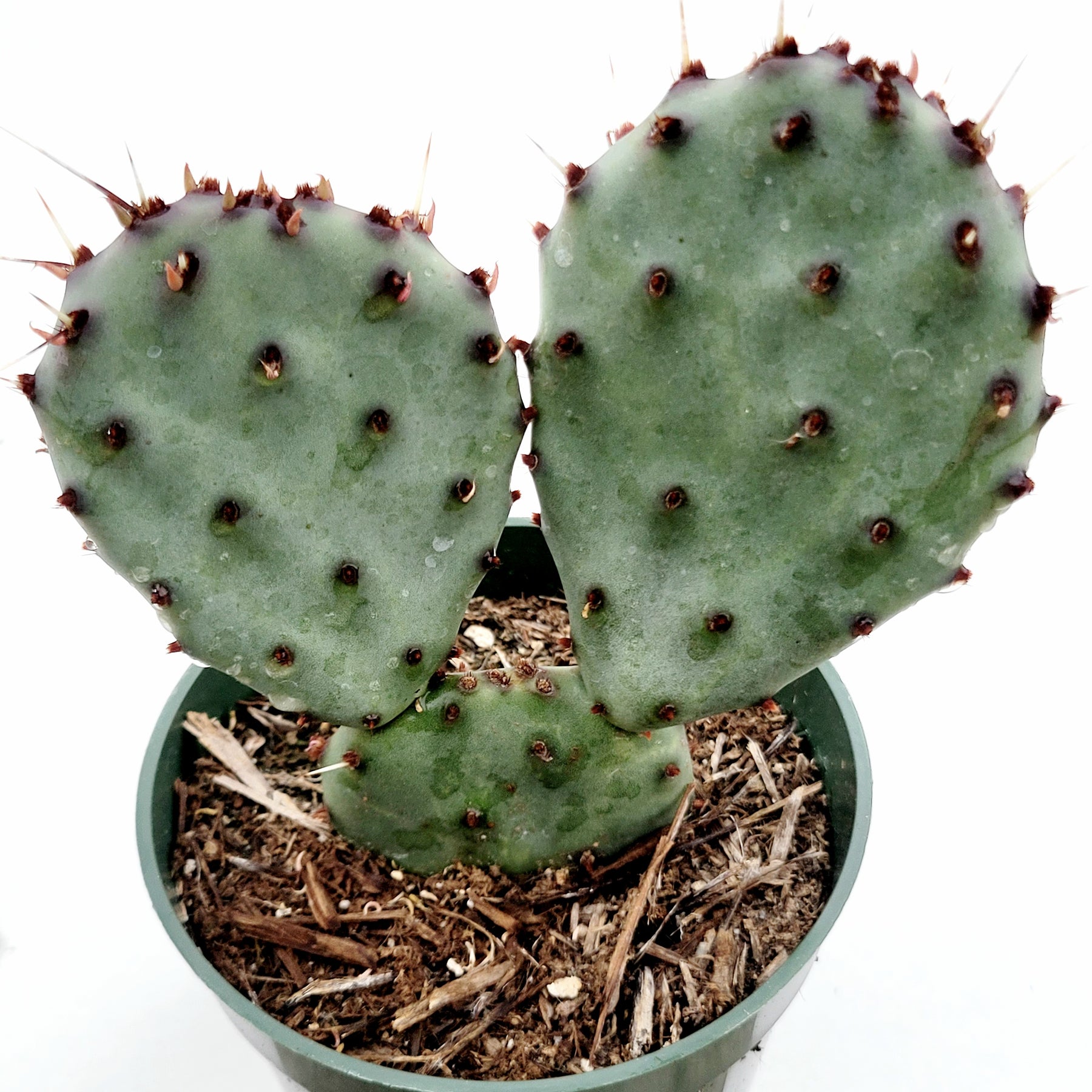 Santa Rita Purple Prickly Pear Cactus - Succulents Depot