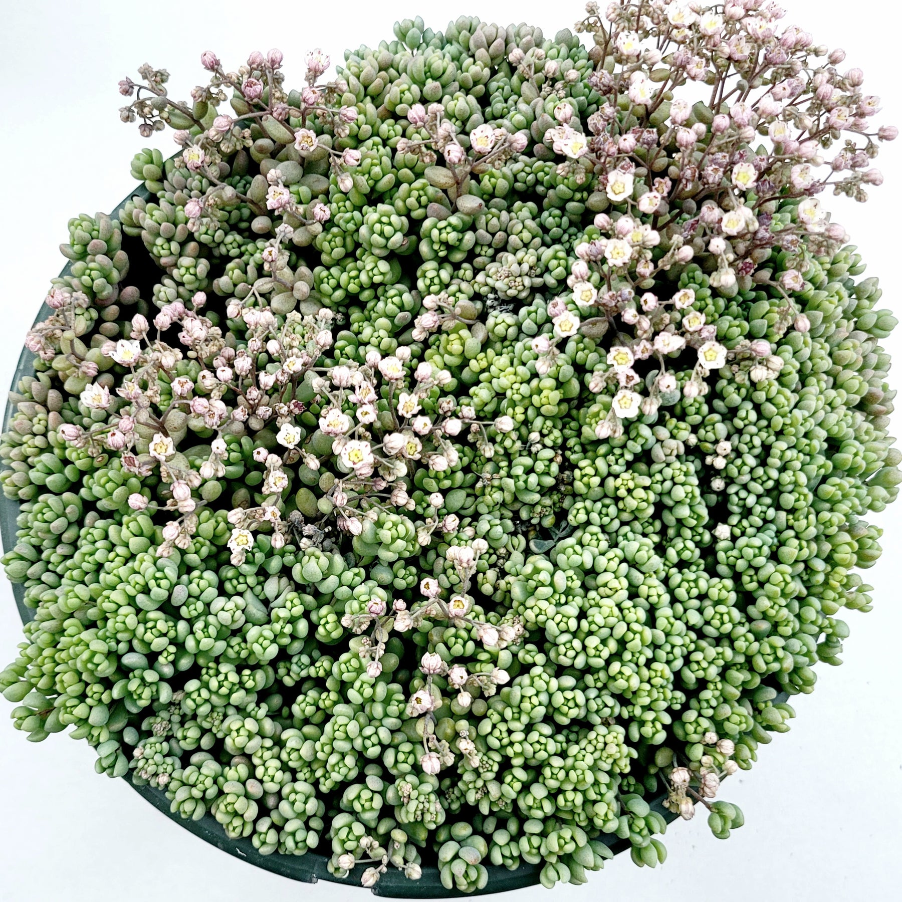 Sedum dasyphyllum 'Corsican Stonecrop'