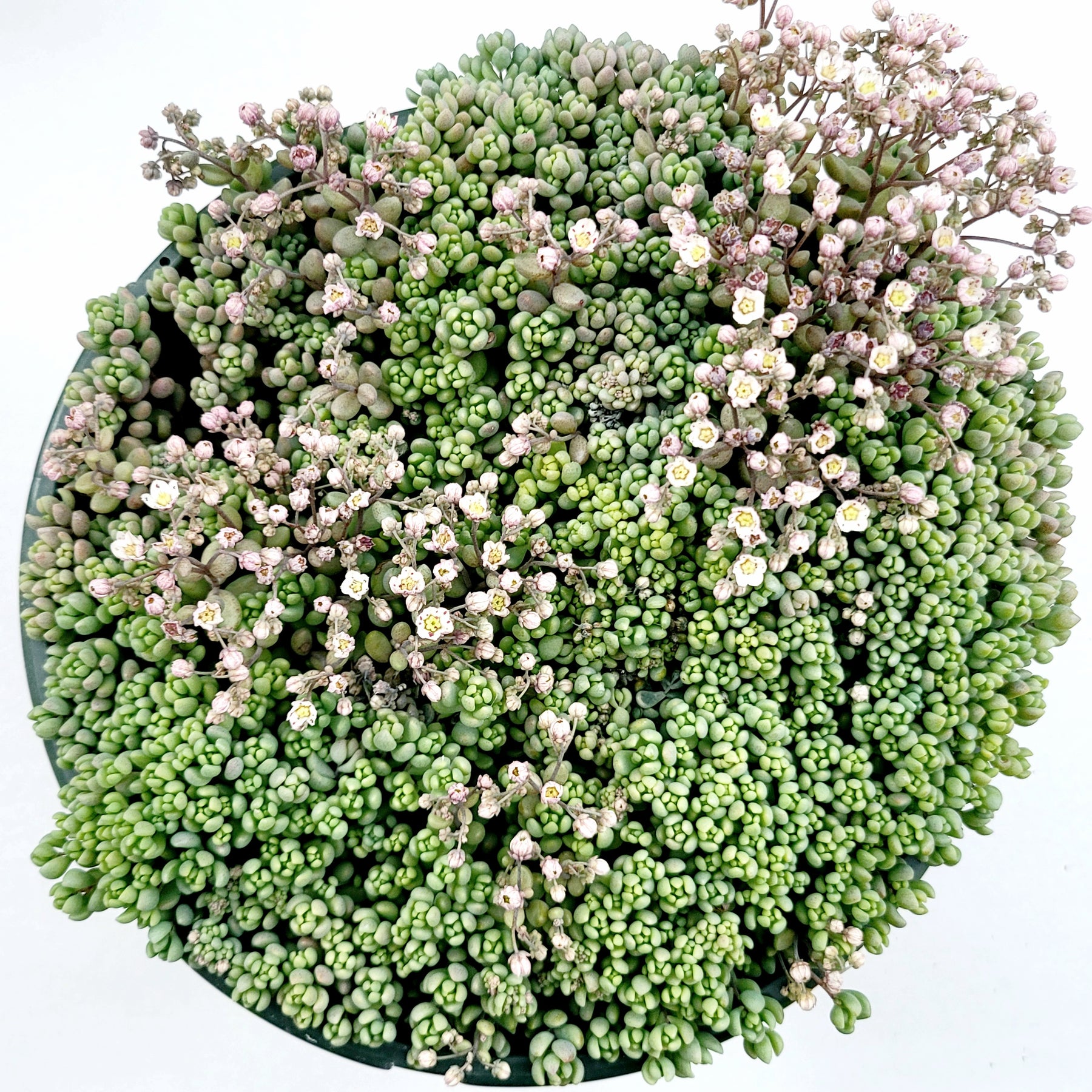 Sedum dasyphyllum 'Corsican Stonecrop'