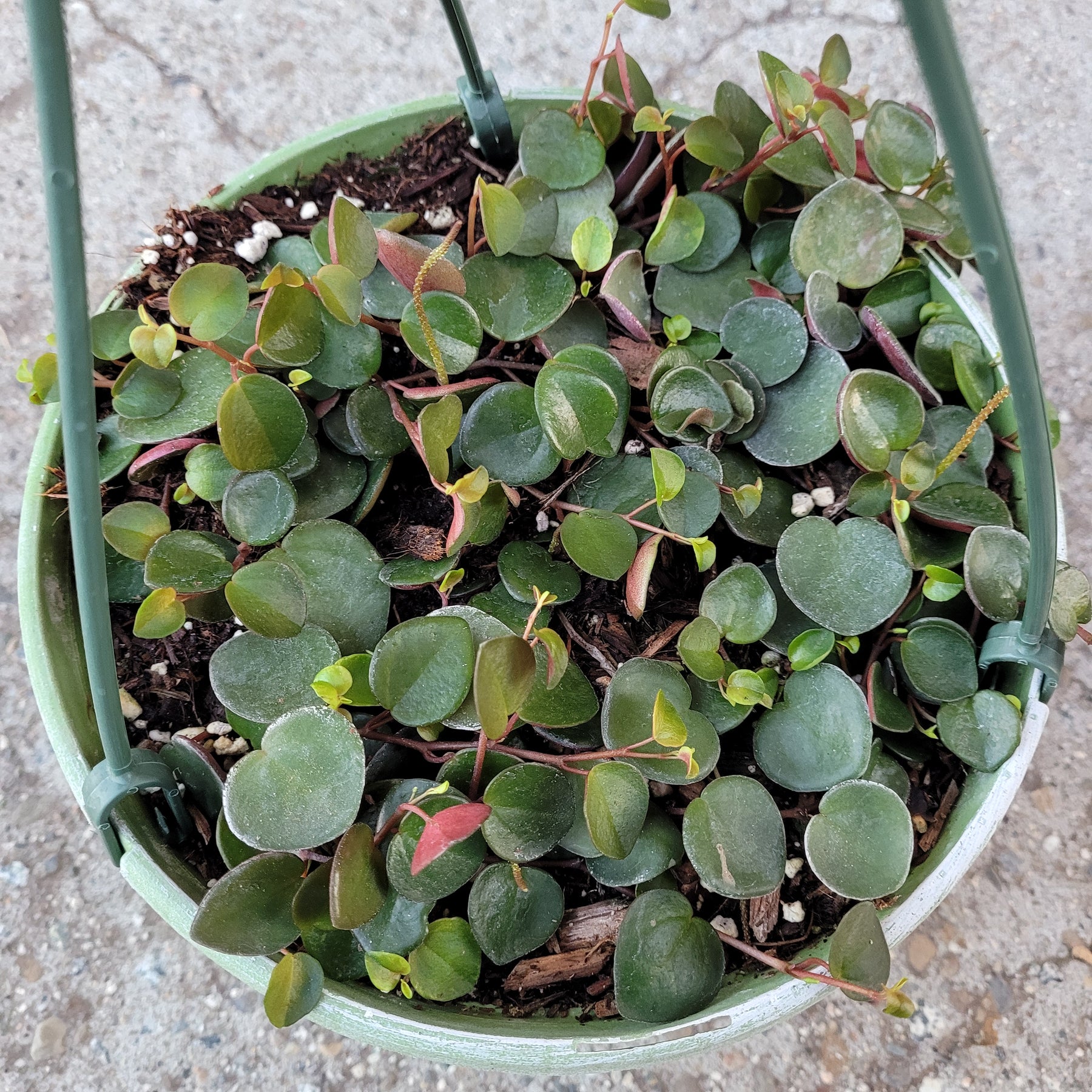 Peperomia 'Ruby Cascade'