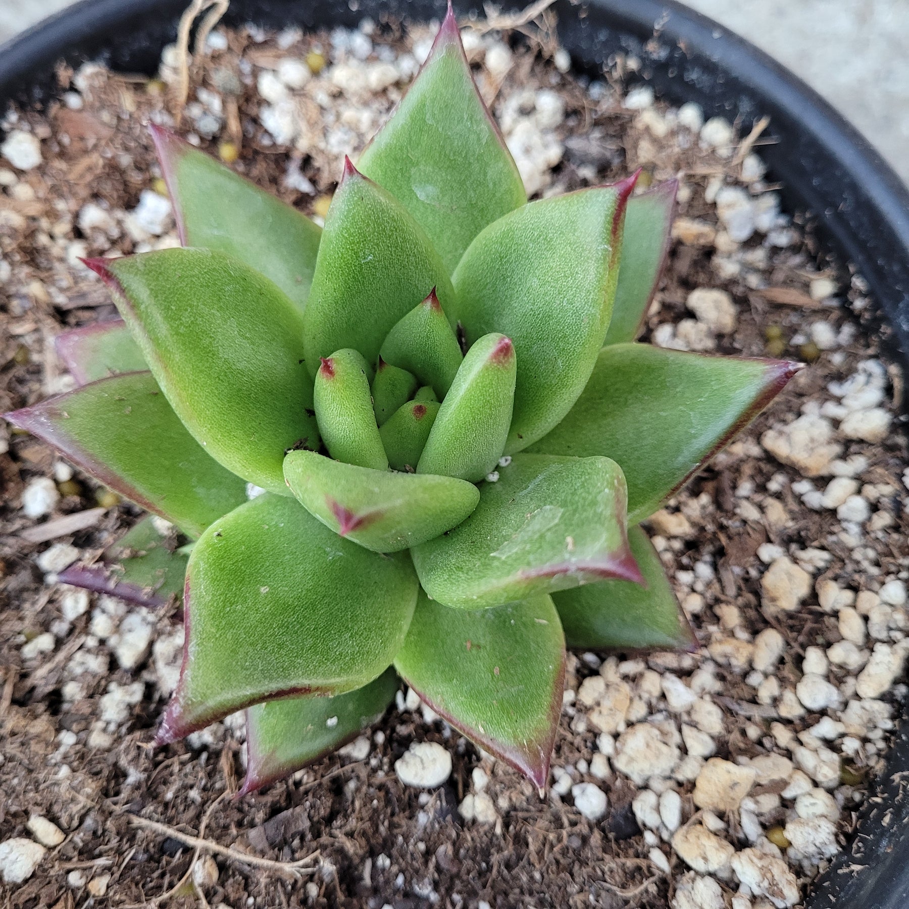 Echeveria agavoides 'Ebony'