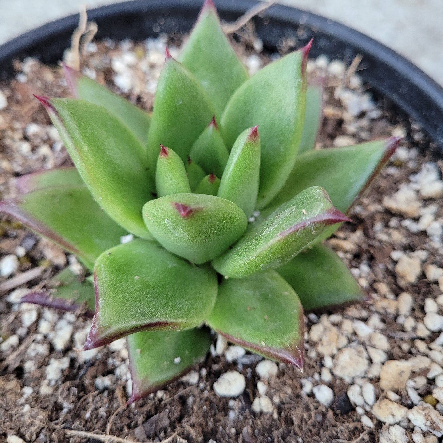 Echeveria agavoides 'Ebony'