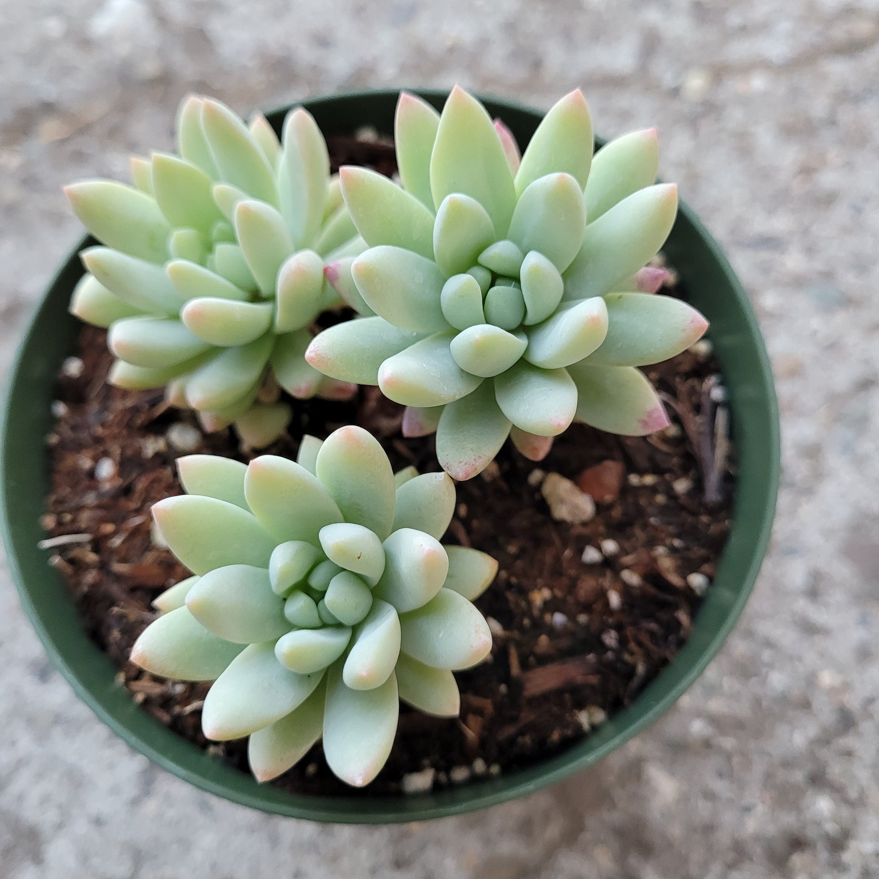 Sedeveria 'Silver Frost' succulent with pink-tipped rosette leaves.
