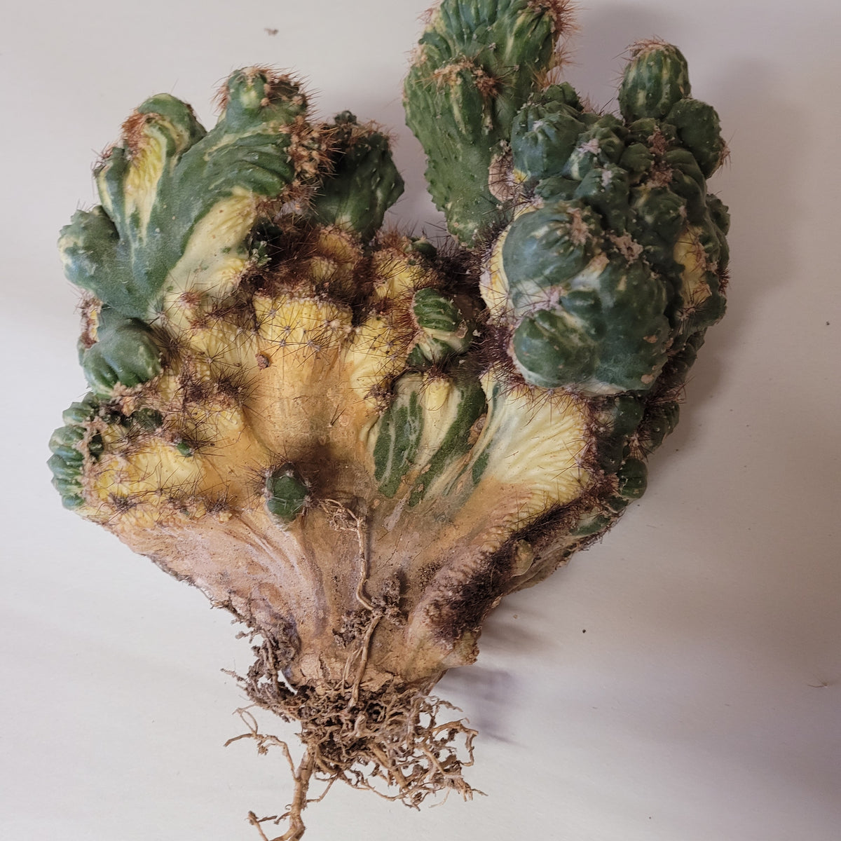 Peruvianus Montrose Red Spine Cactus with unique cristate growth.