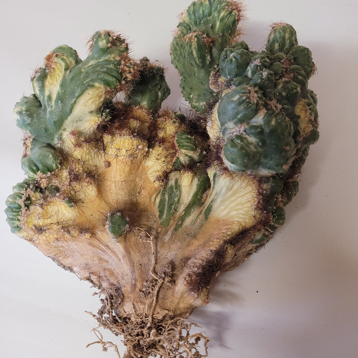 Peruvianus Montrose Red Spine Cactus with fan-like crest.