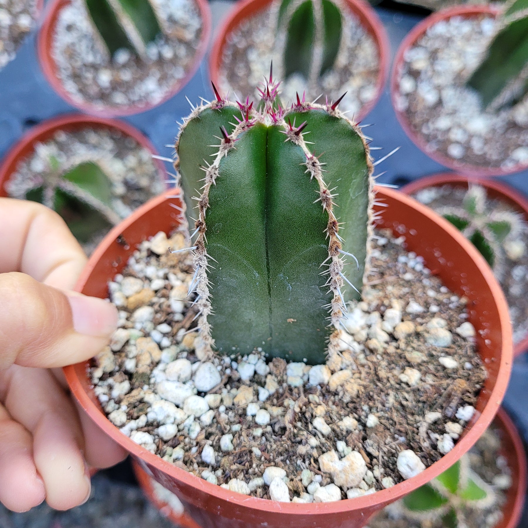 Pachycereus marginatus Mexican Fence Post Cactus