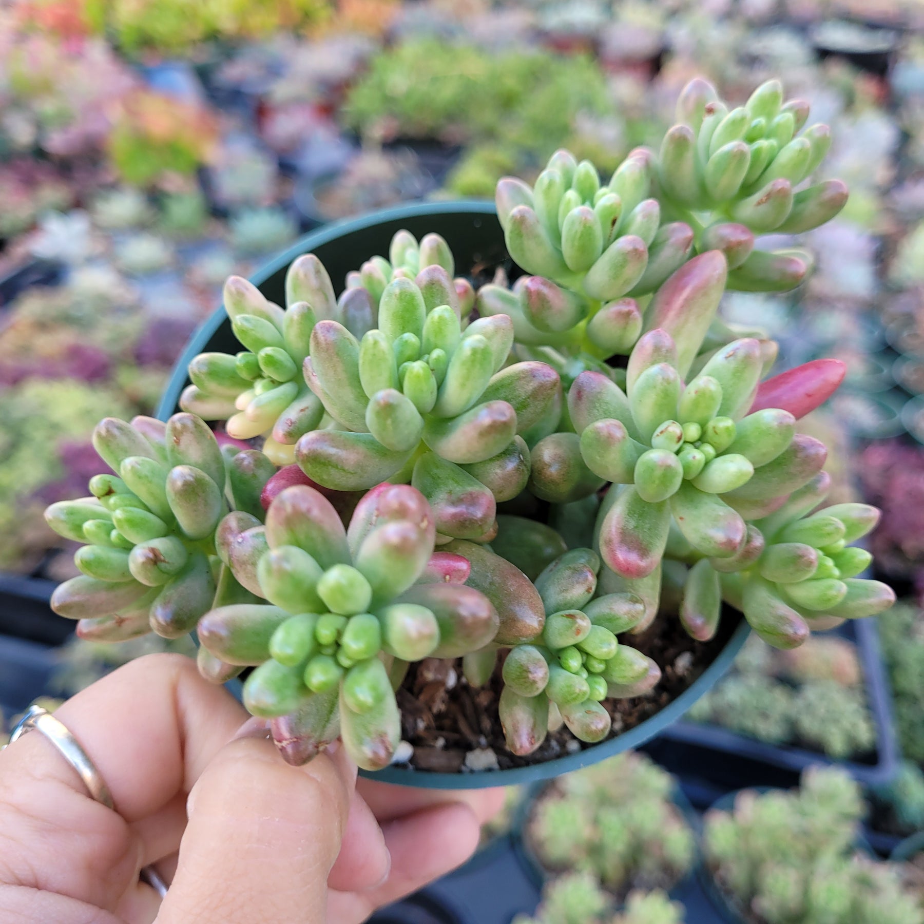 Sedum rubrotinctum 'Aurora' Pink Jelly Bean - Succulents Depot