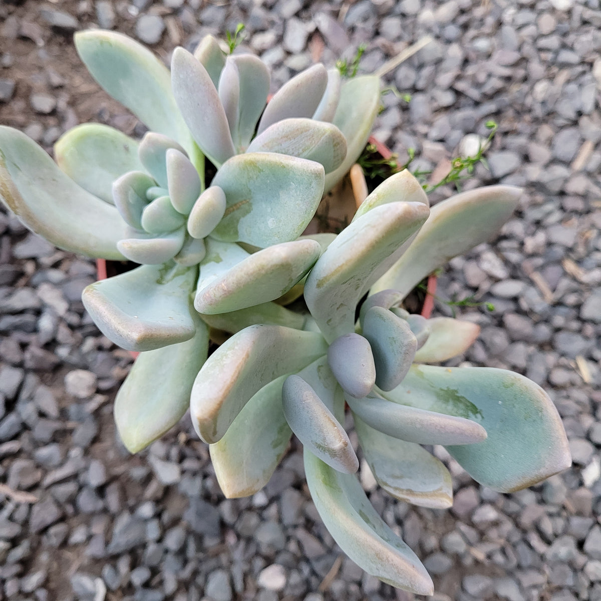 Pachyveria Sp