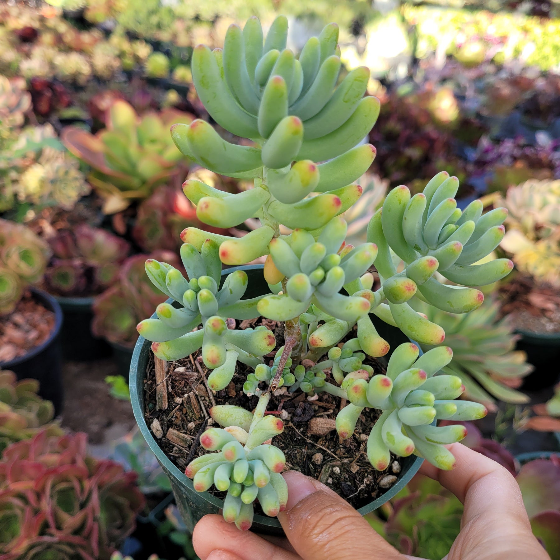 Sedum pachyphyllum 'Jelly Beans'