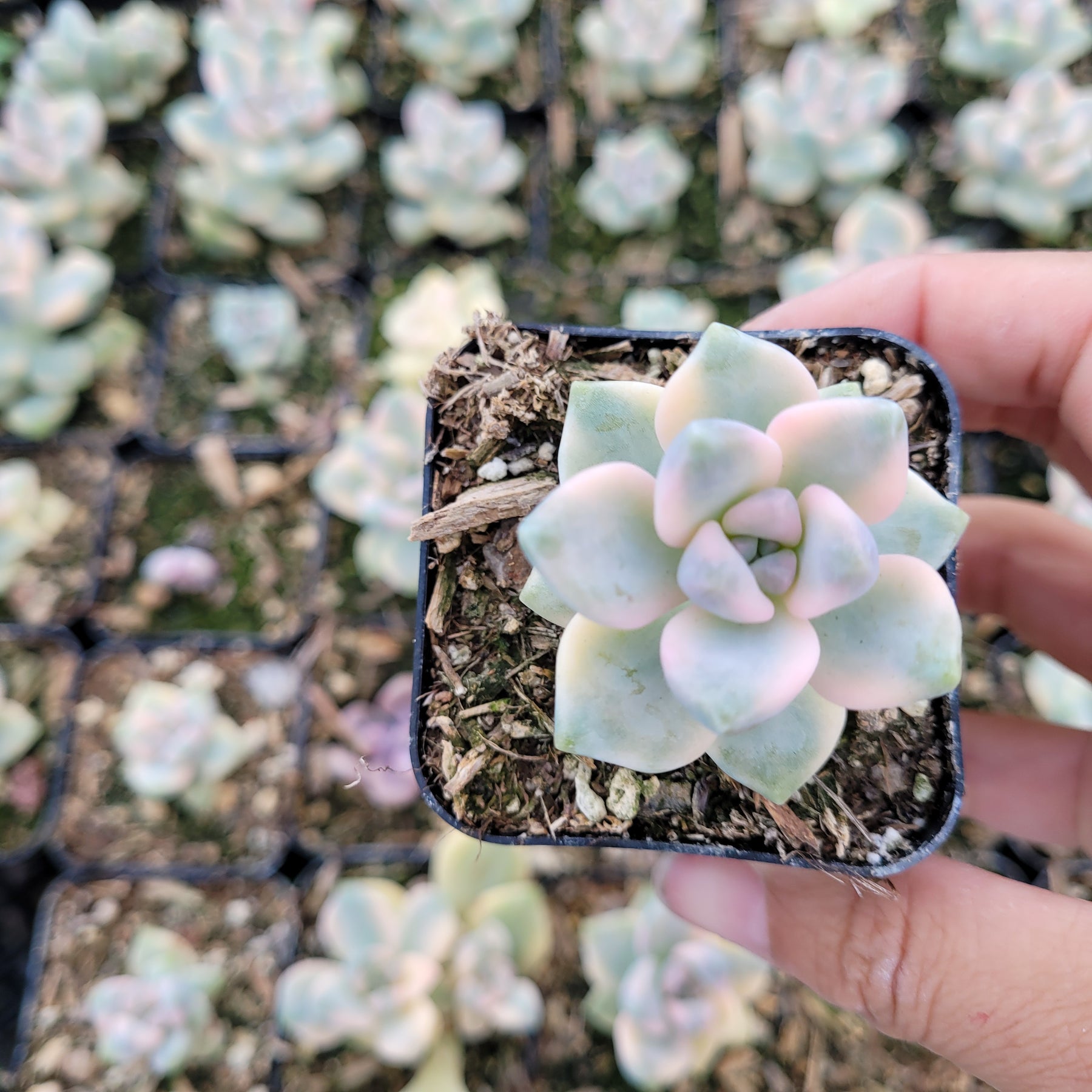 Graptoveria Titubans Variegated