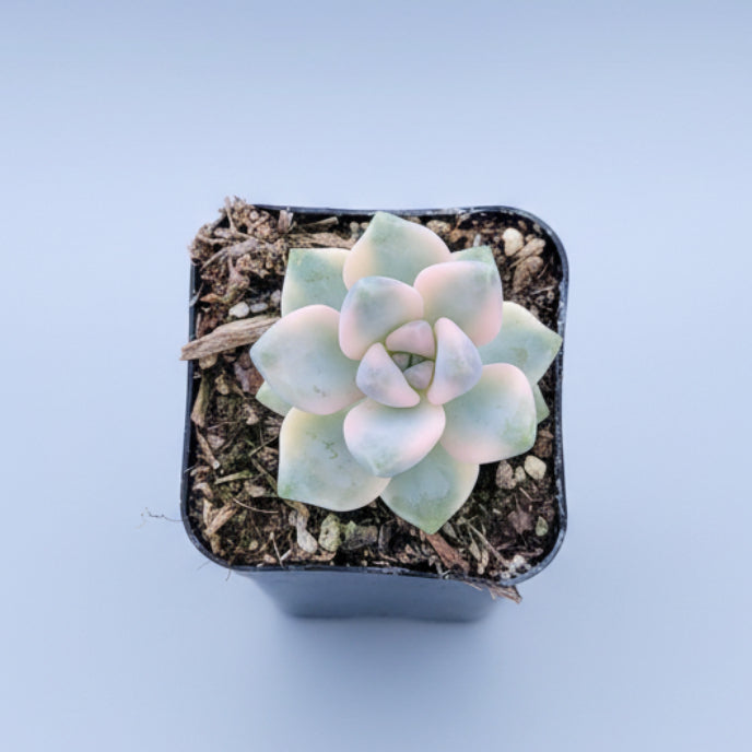 Graptoveria Titubans Variegated succulent in a small nursery pot.