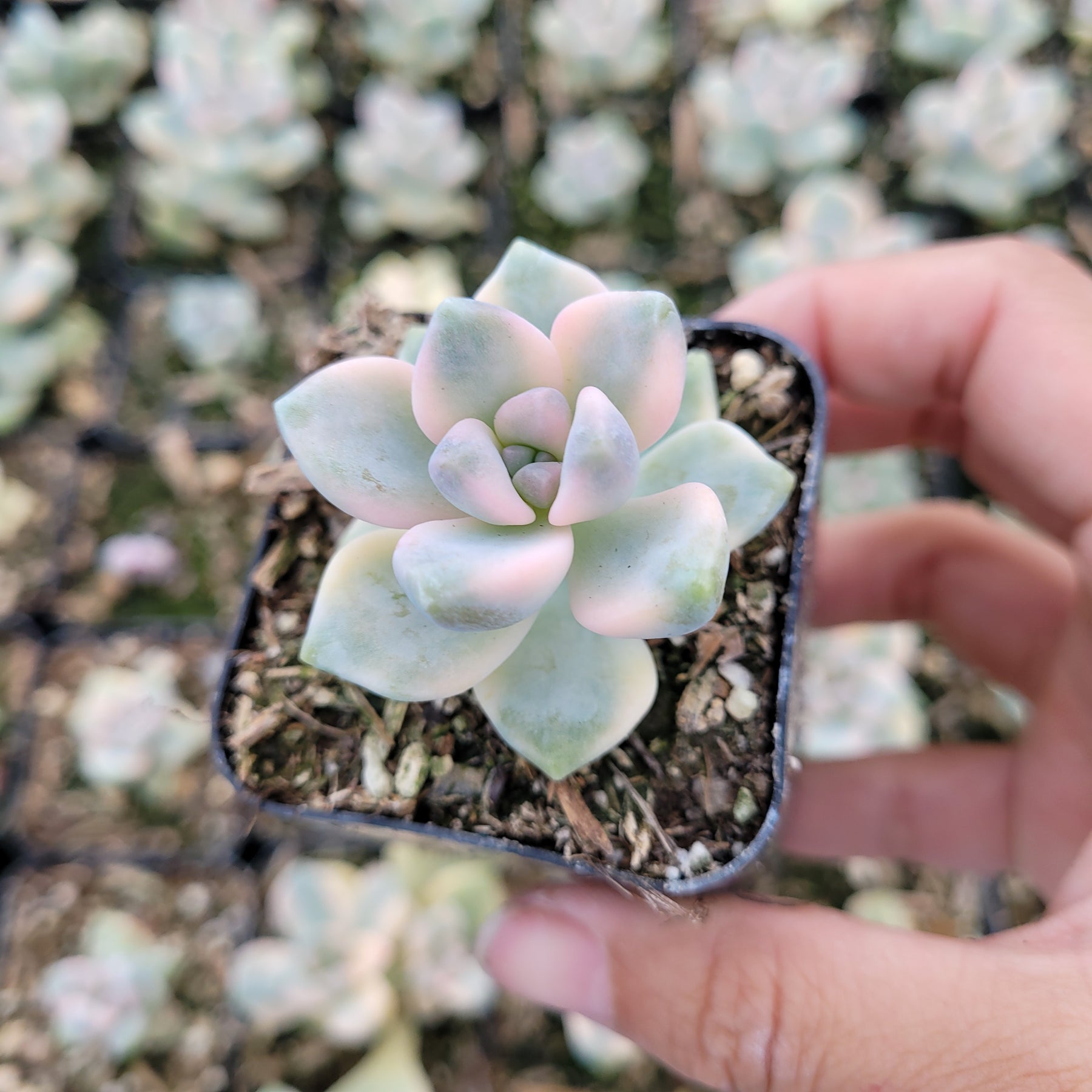 Graptoveria Titubans Variegated