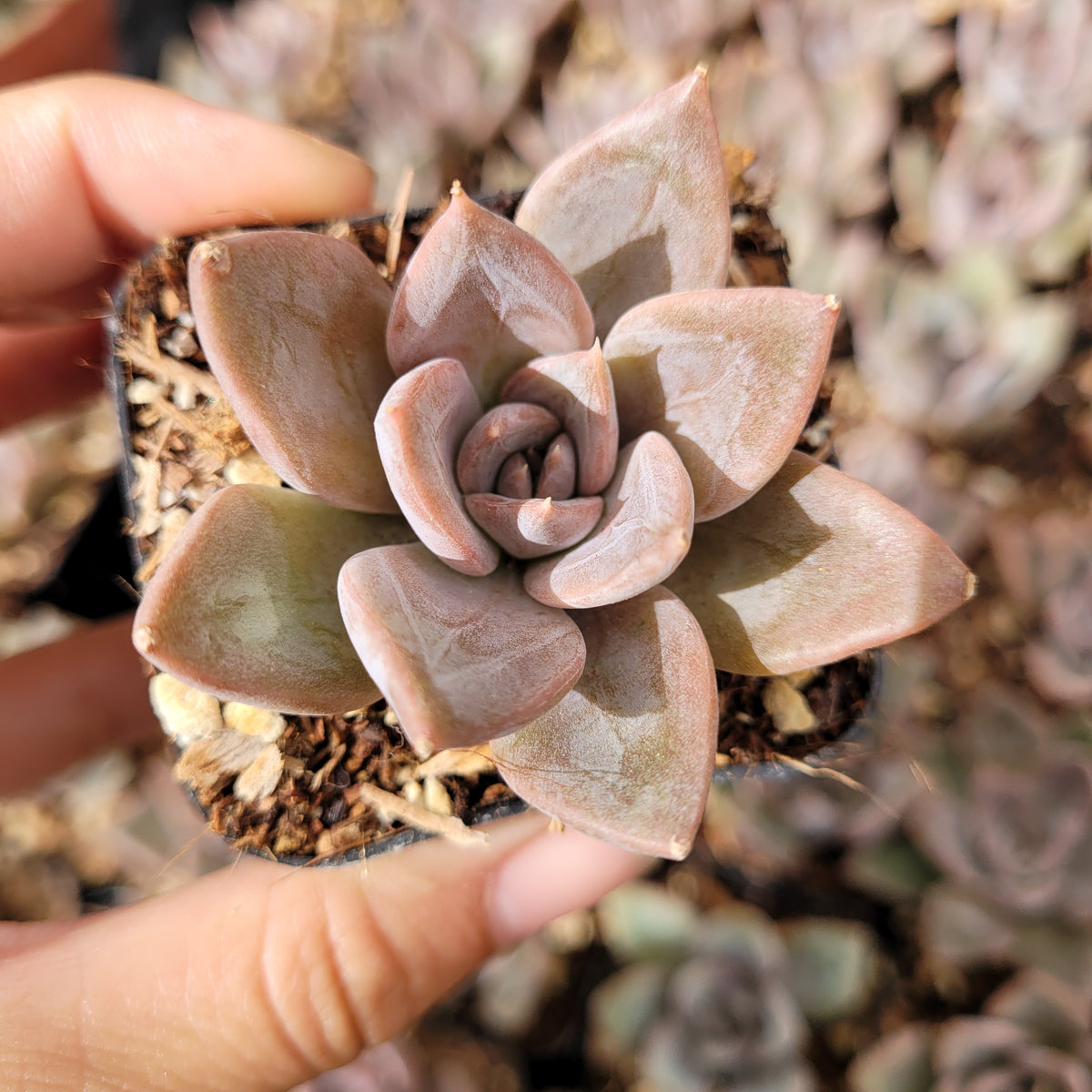 Echeveria 'Silver queen' in a small nursery pot.