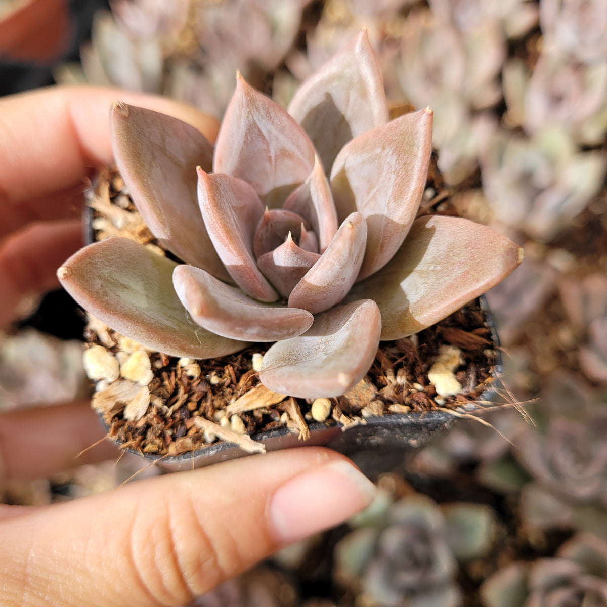 Echeveria 'Silver queen' succulent in hand, blurred plants behind.