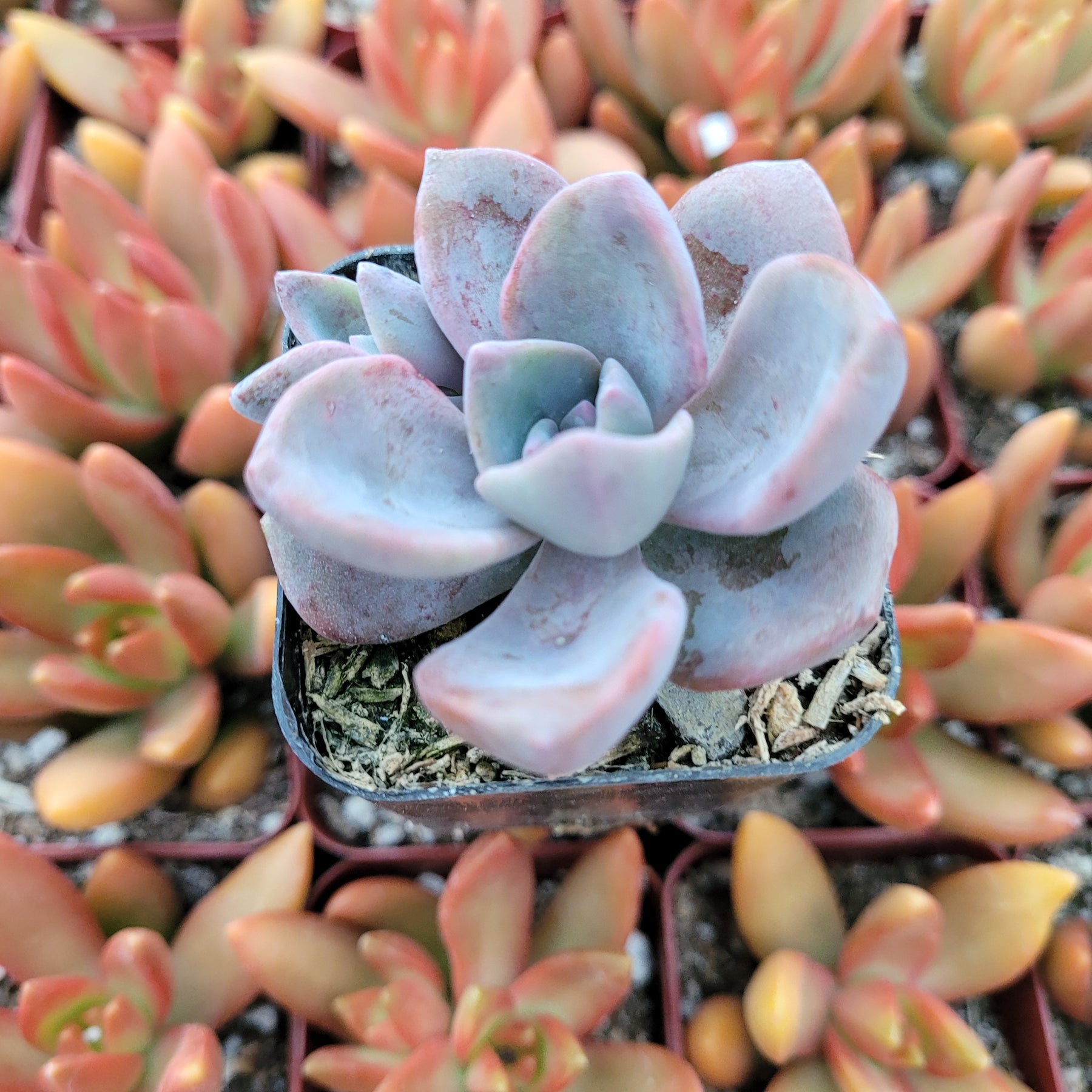 Graptoveria Mrs Richards