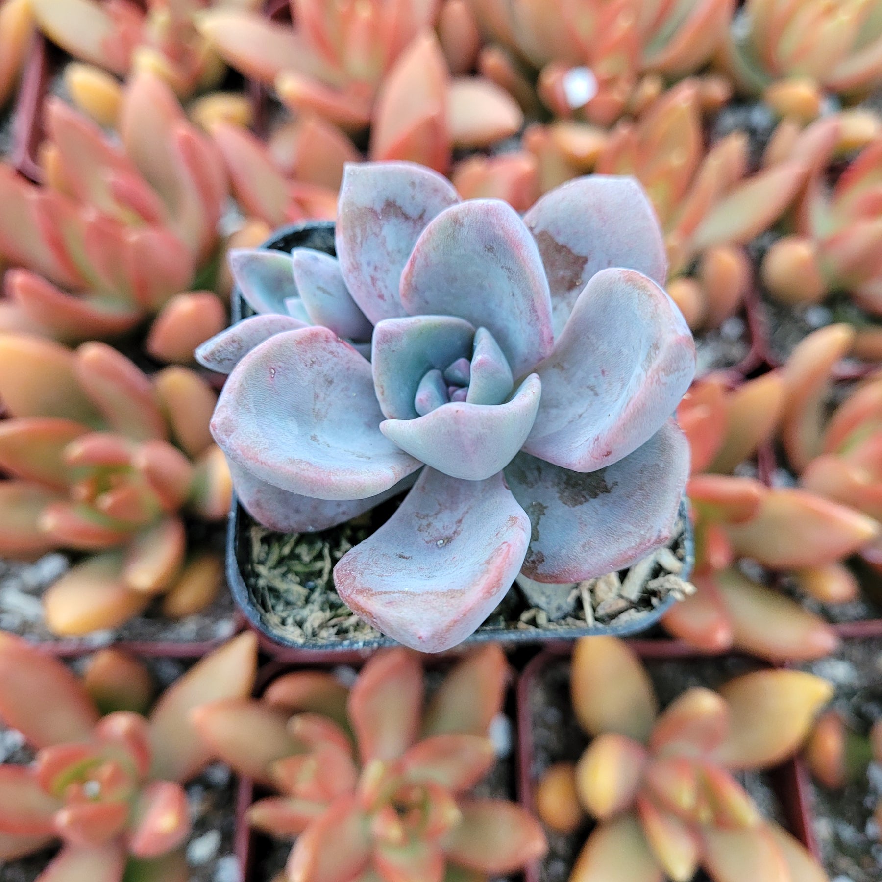 Graptoveria Mrs Richards