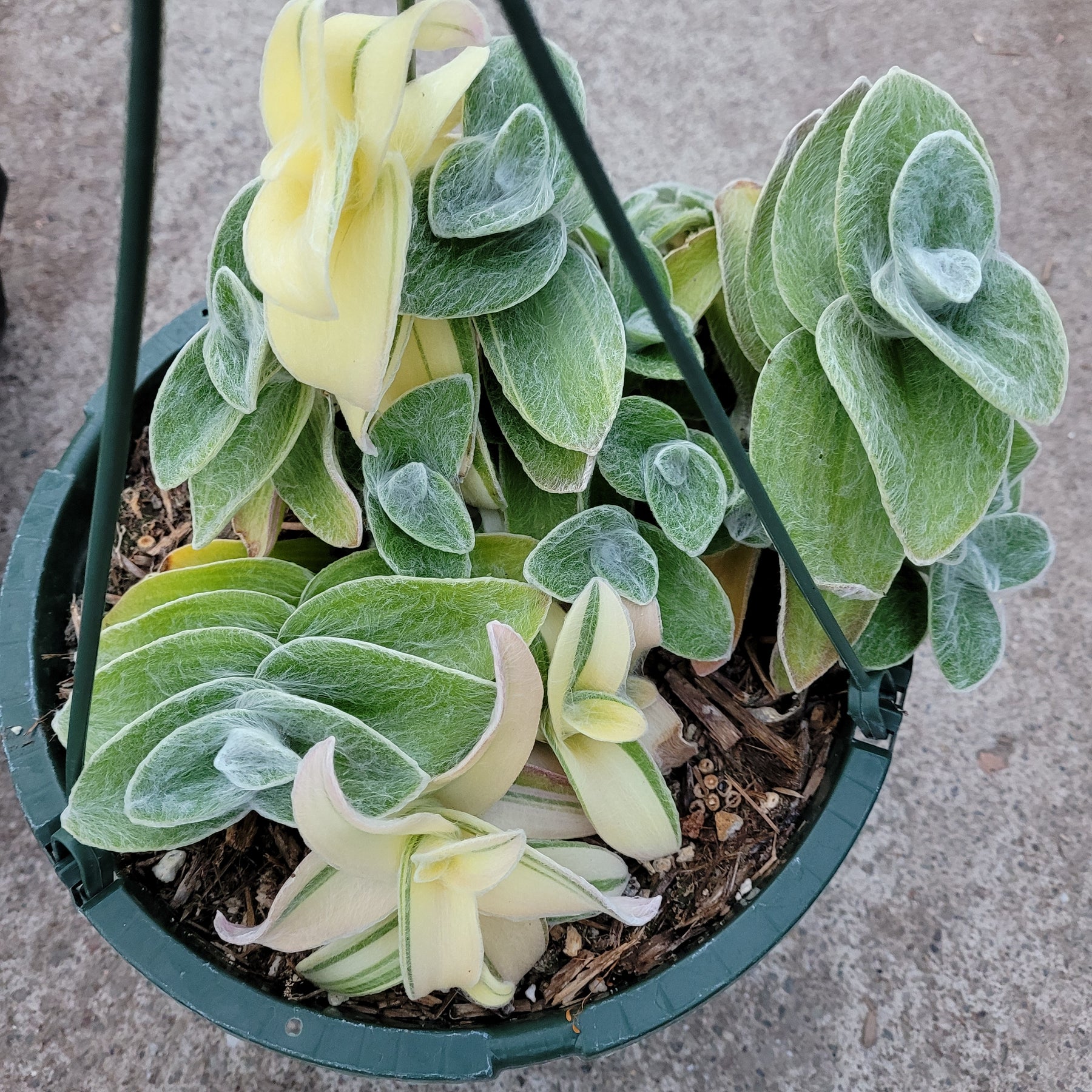 Tradescantia sillamontana 'White Velvet' Variegated Wandering Dude