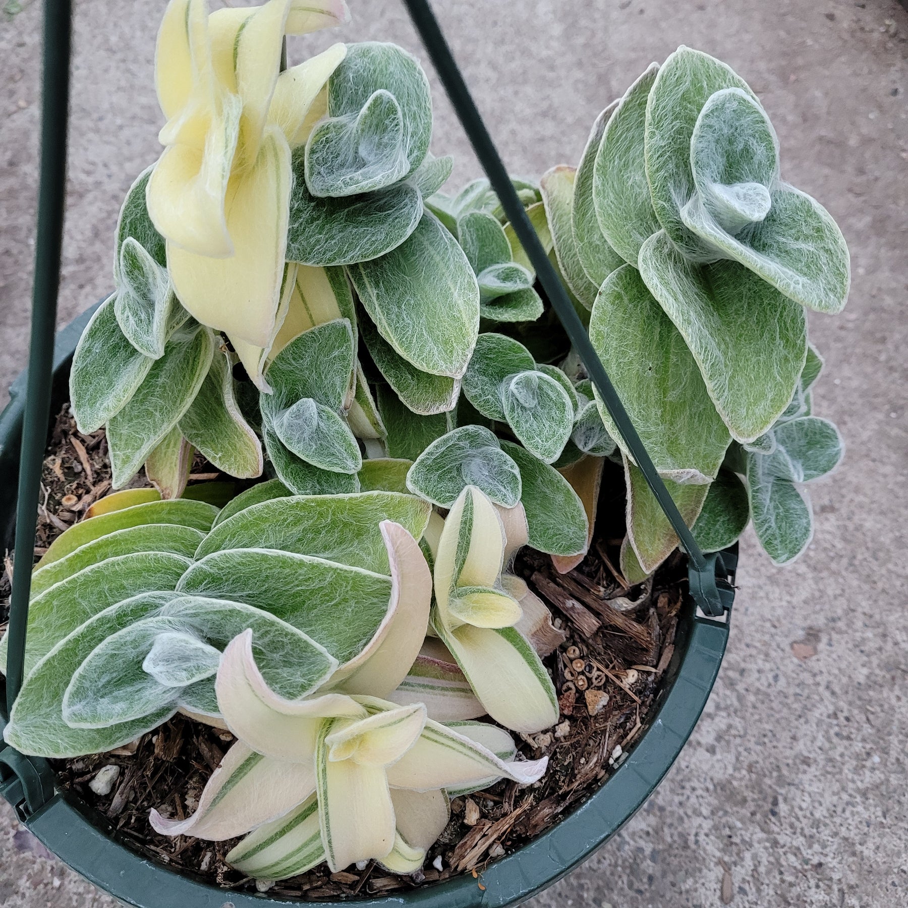 Tradescantia sillamontana 'White Velvet' Variegated Wandering Dude
