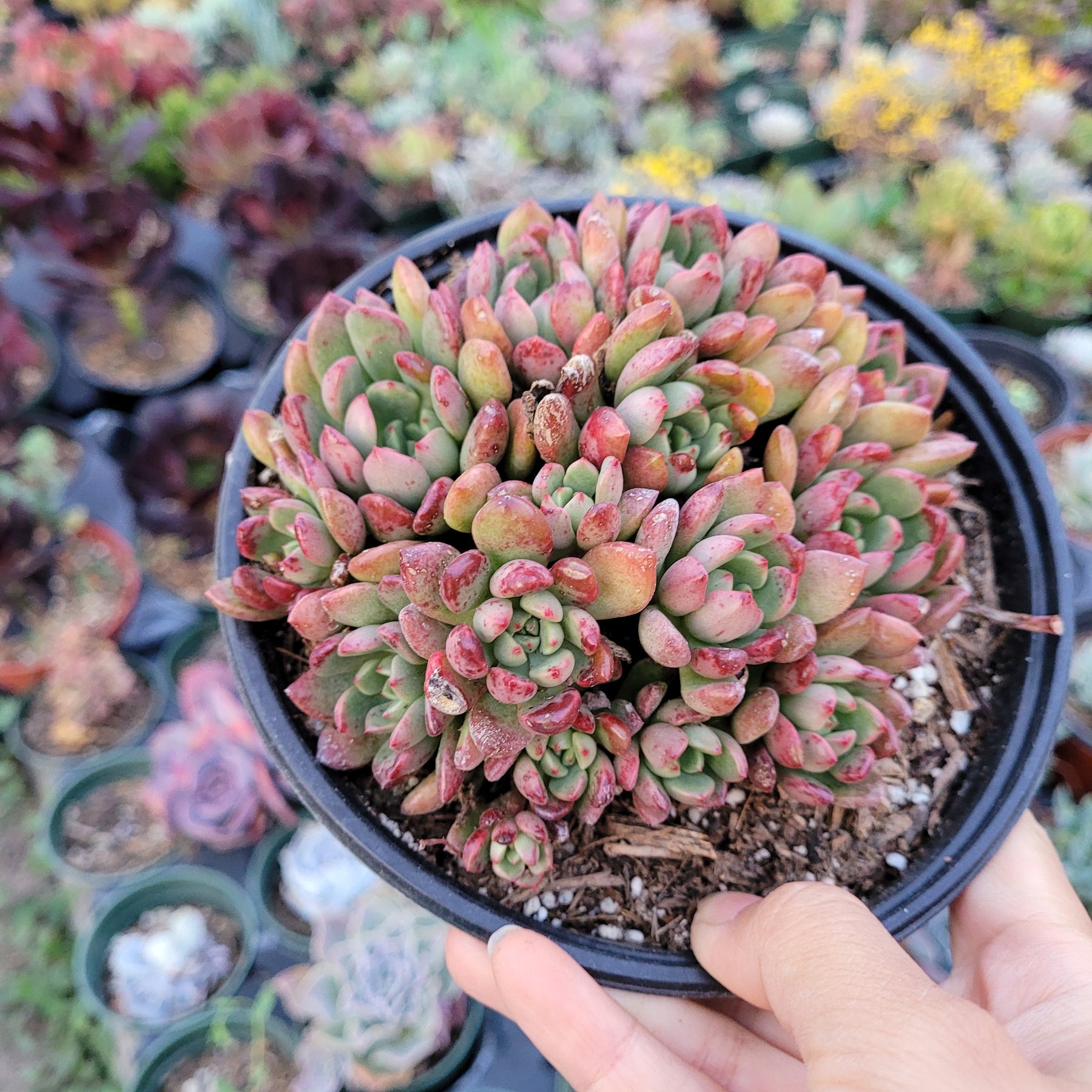 Sedeveria 'Pink Ruby'