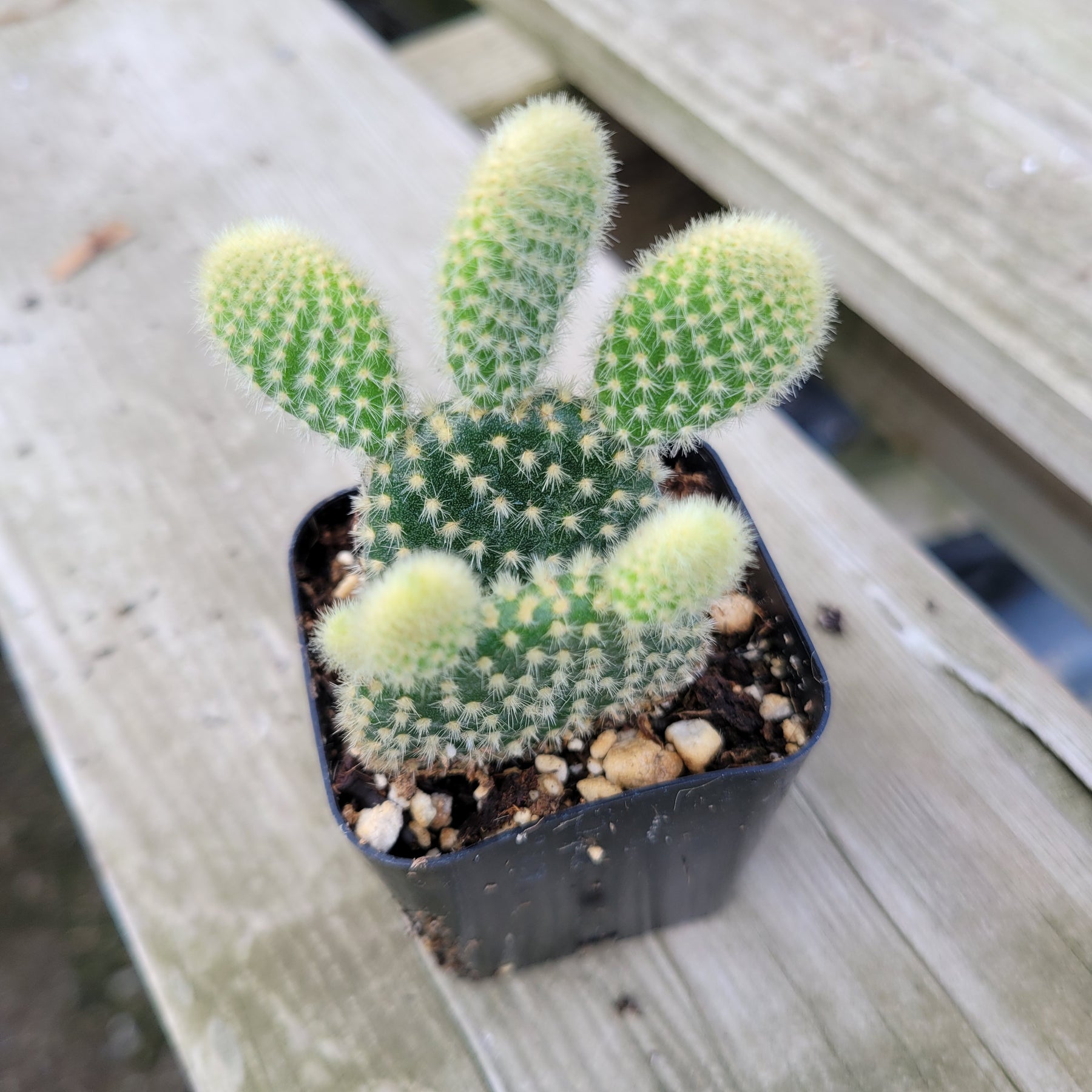 Opuntia microdasys 'Golden Bunny Ears' - Succulents Depot