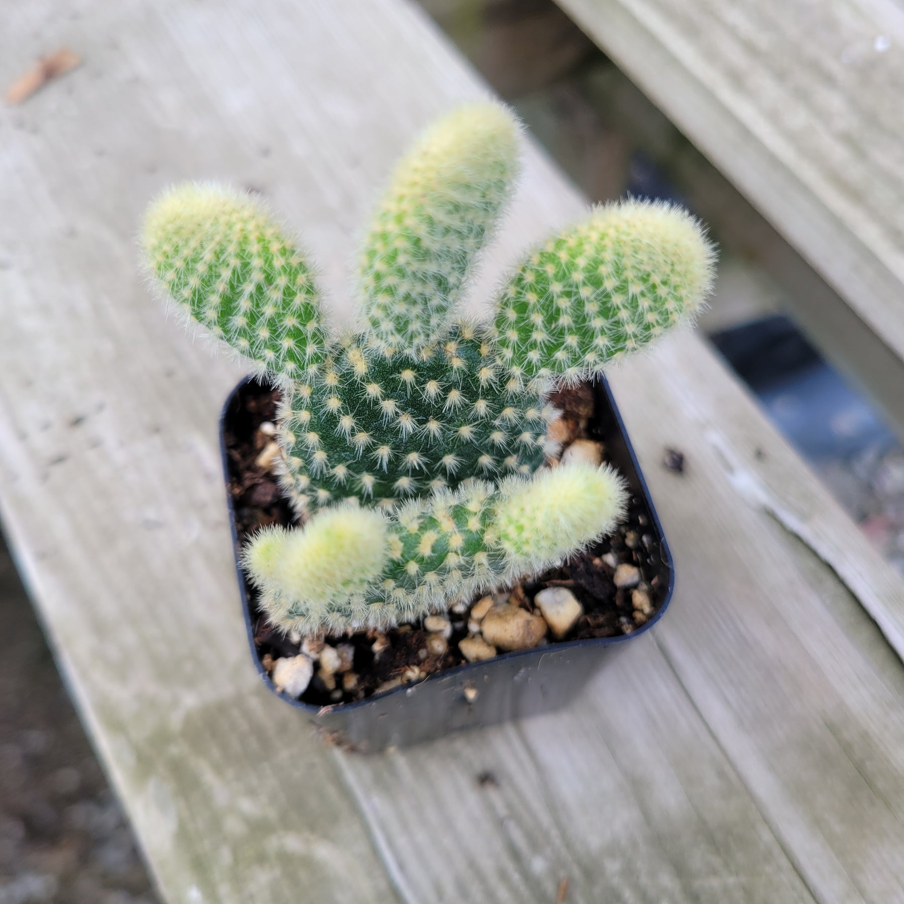 Opuntia microdasys 'Golden Bunny Ears' - Succulents Depot