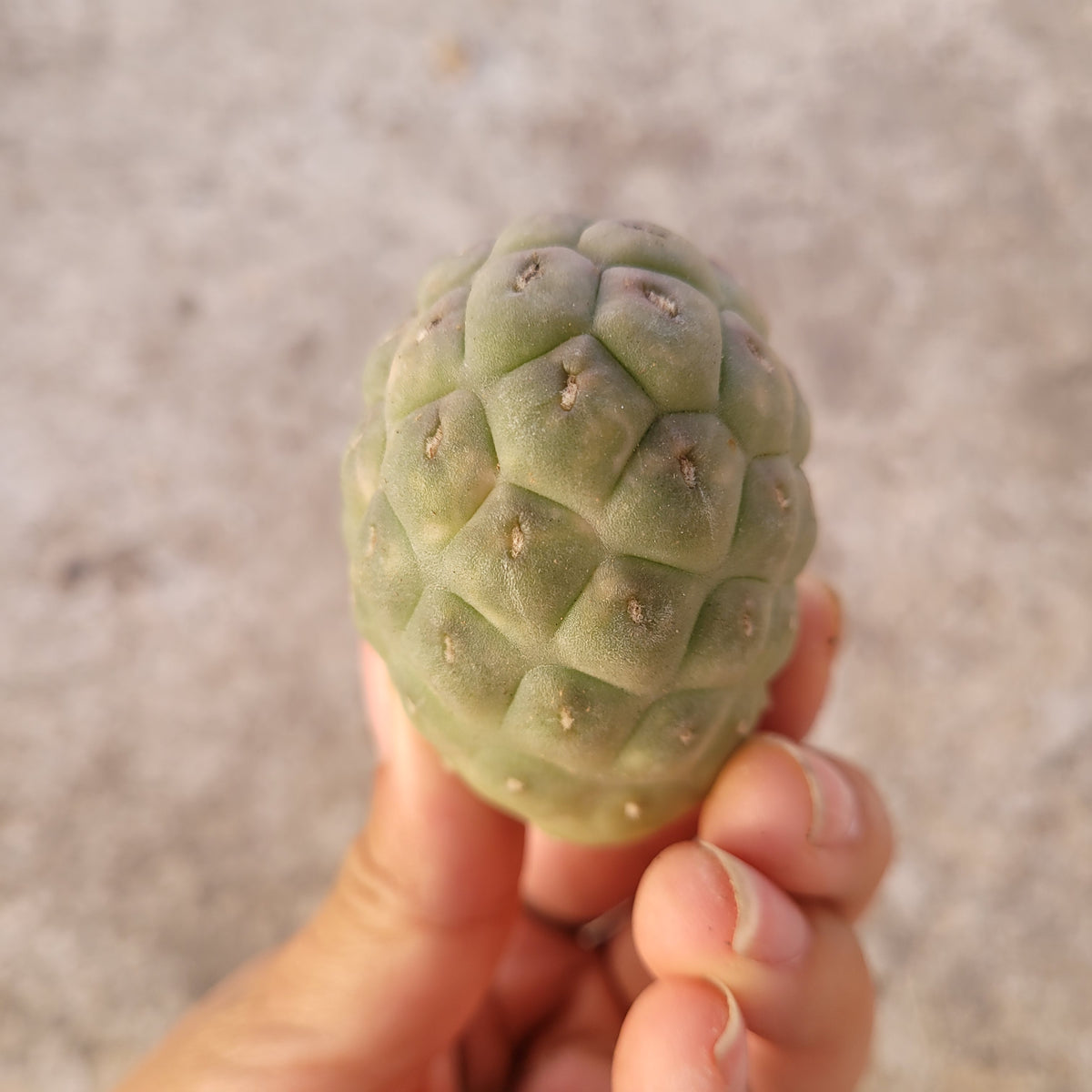Tephrocactus geometricus with polygonal scales, unripe Annona-like appearance.