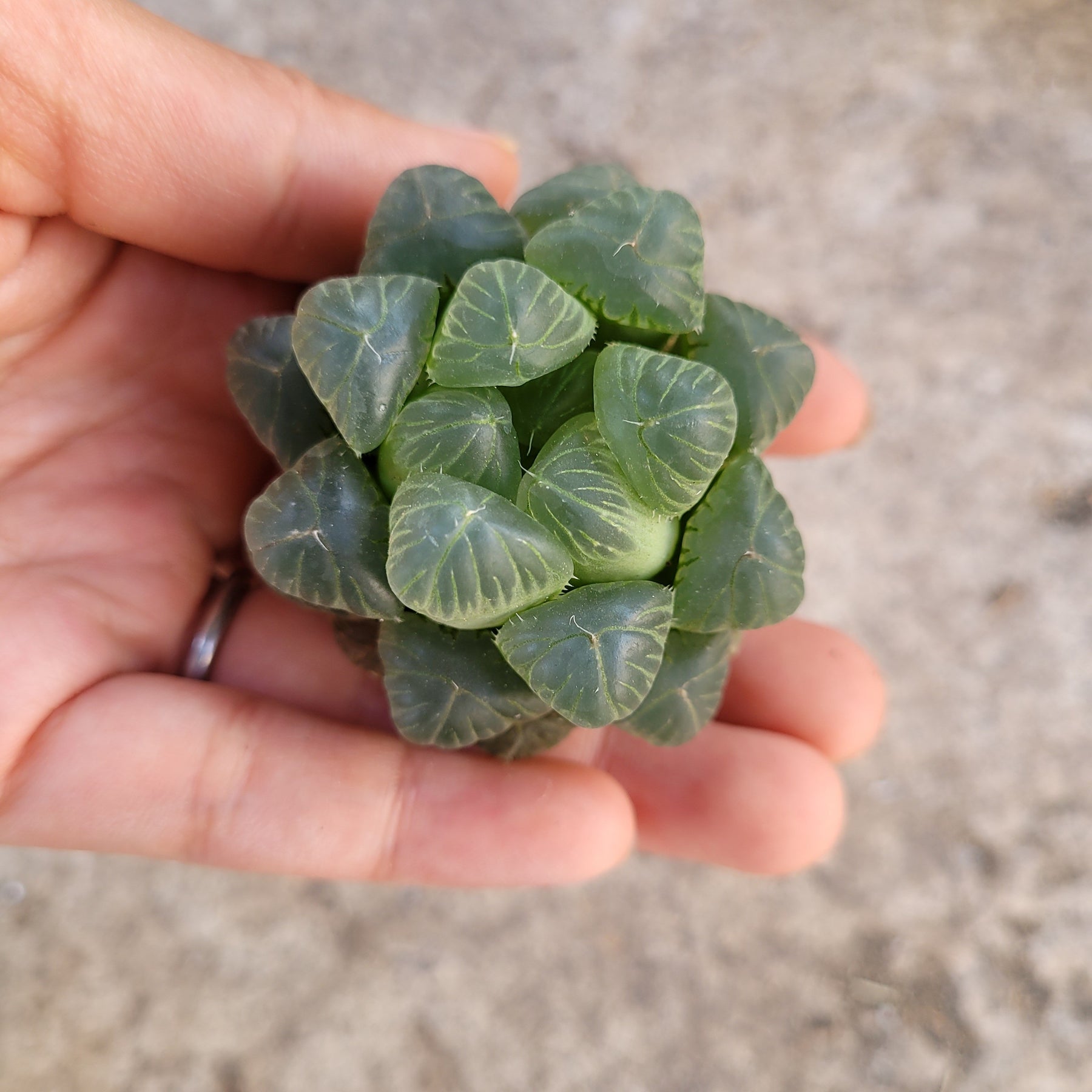 Haworthia cooperi var. truncata