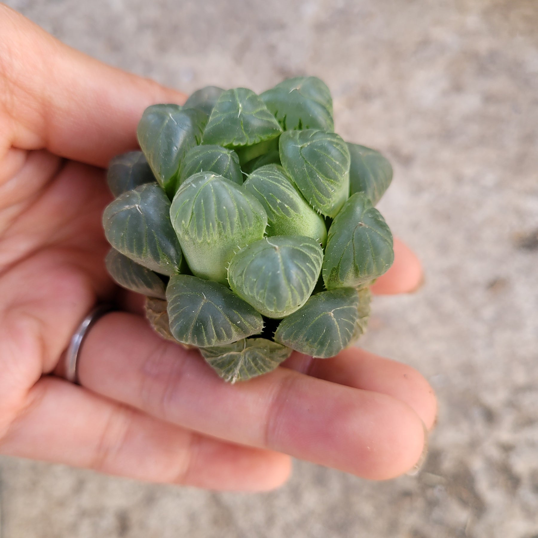 Haworthia cooperi var. truncata