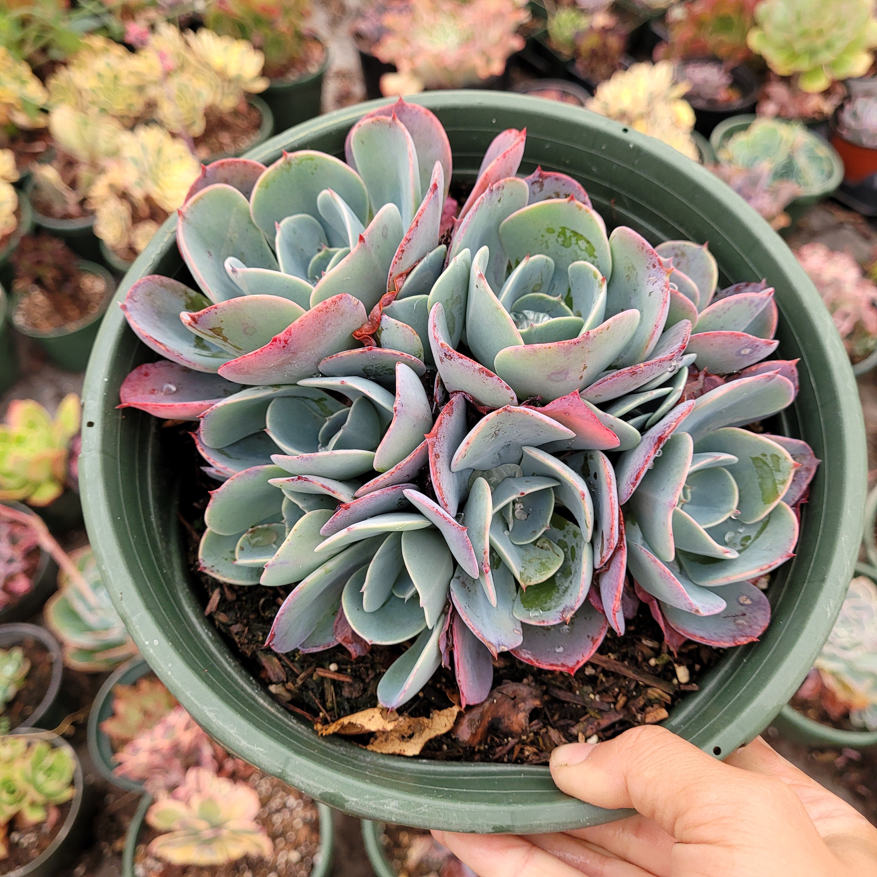 Echeveria 'Blue Sky'