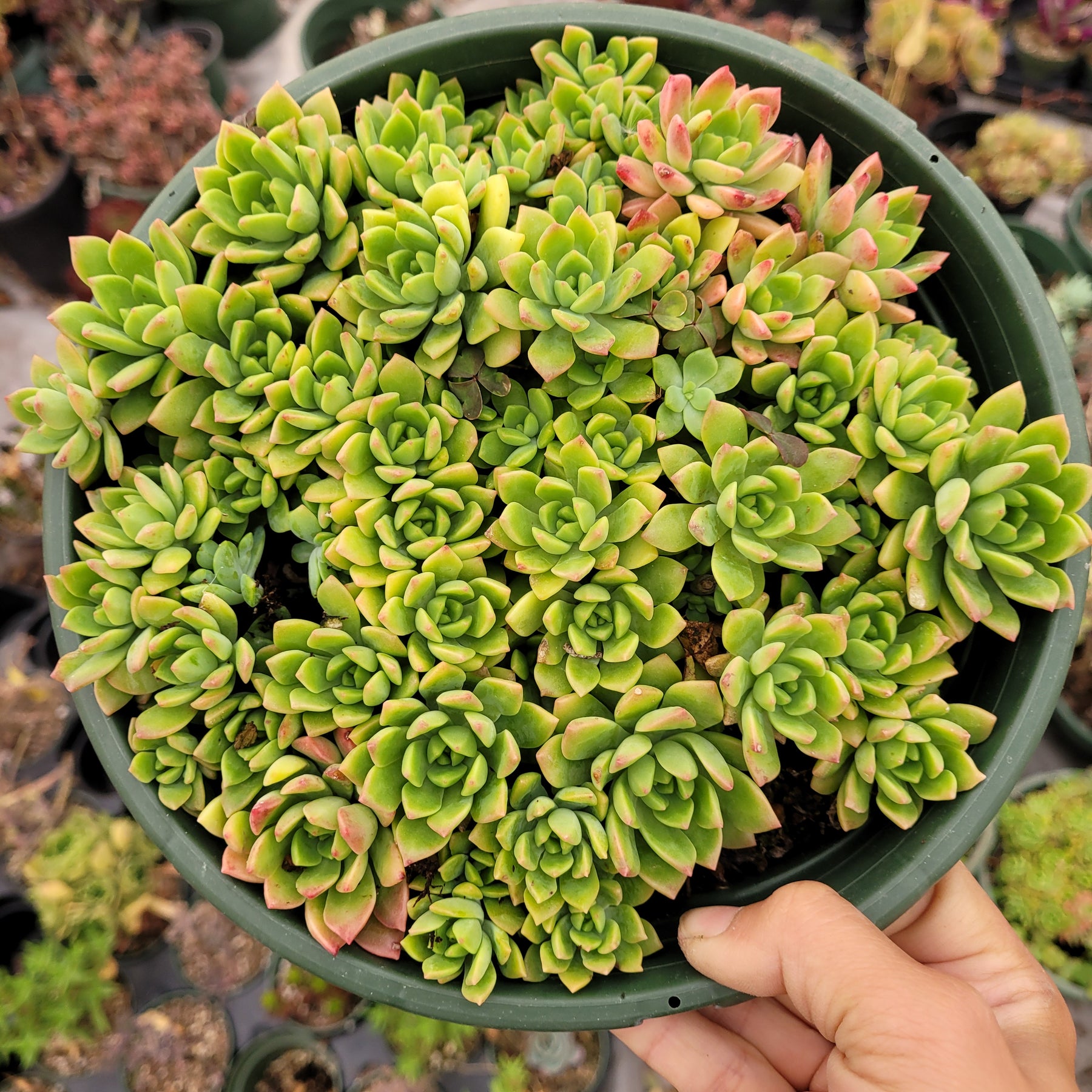 Echeveria 'Marcus'